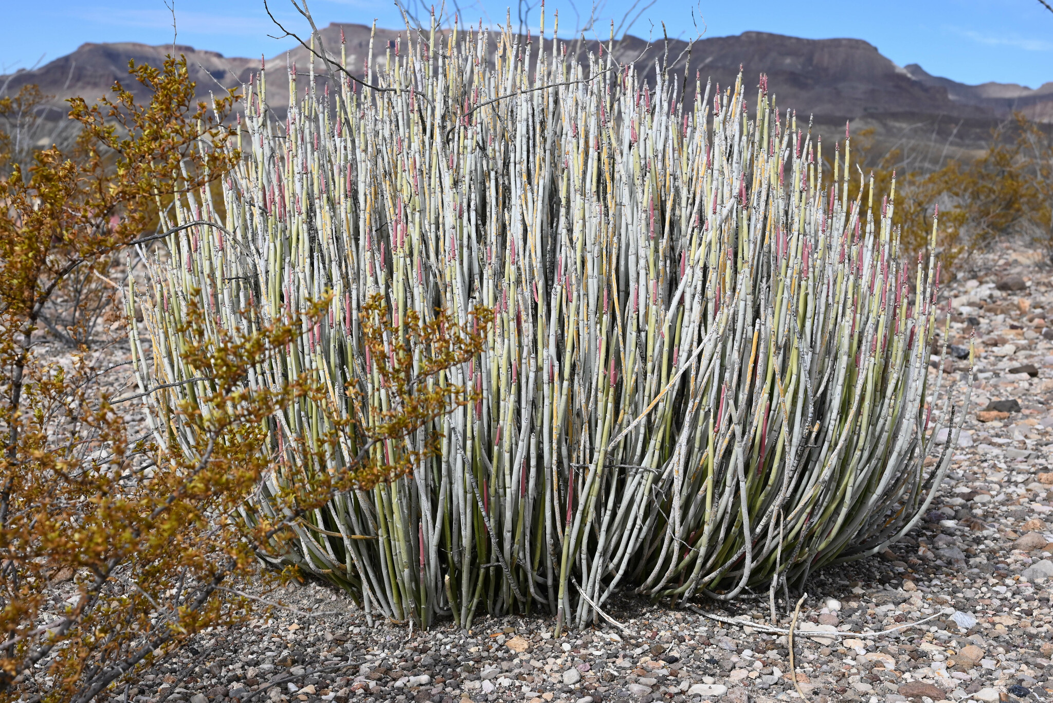 Euphorbia antisyphilitica — reference photo