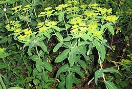 Euphorbia oblongata — reference photo