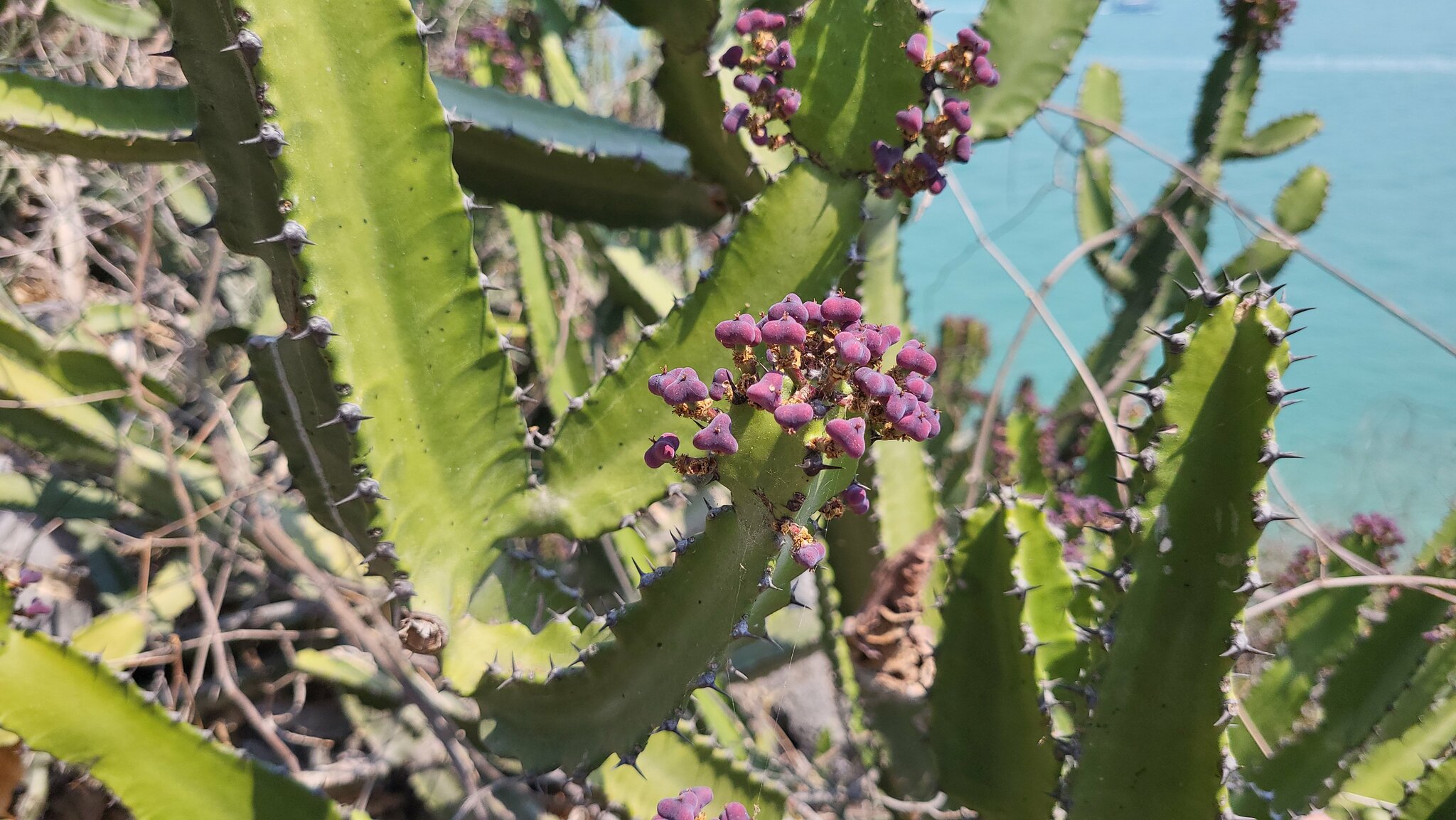 Euphorbia antiquorum — reference photo