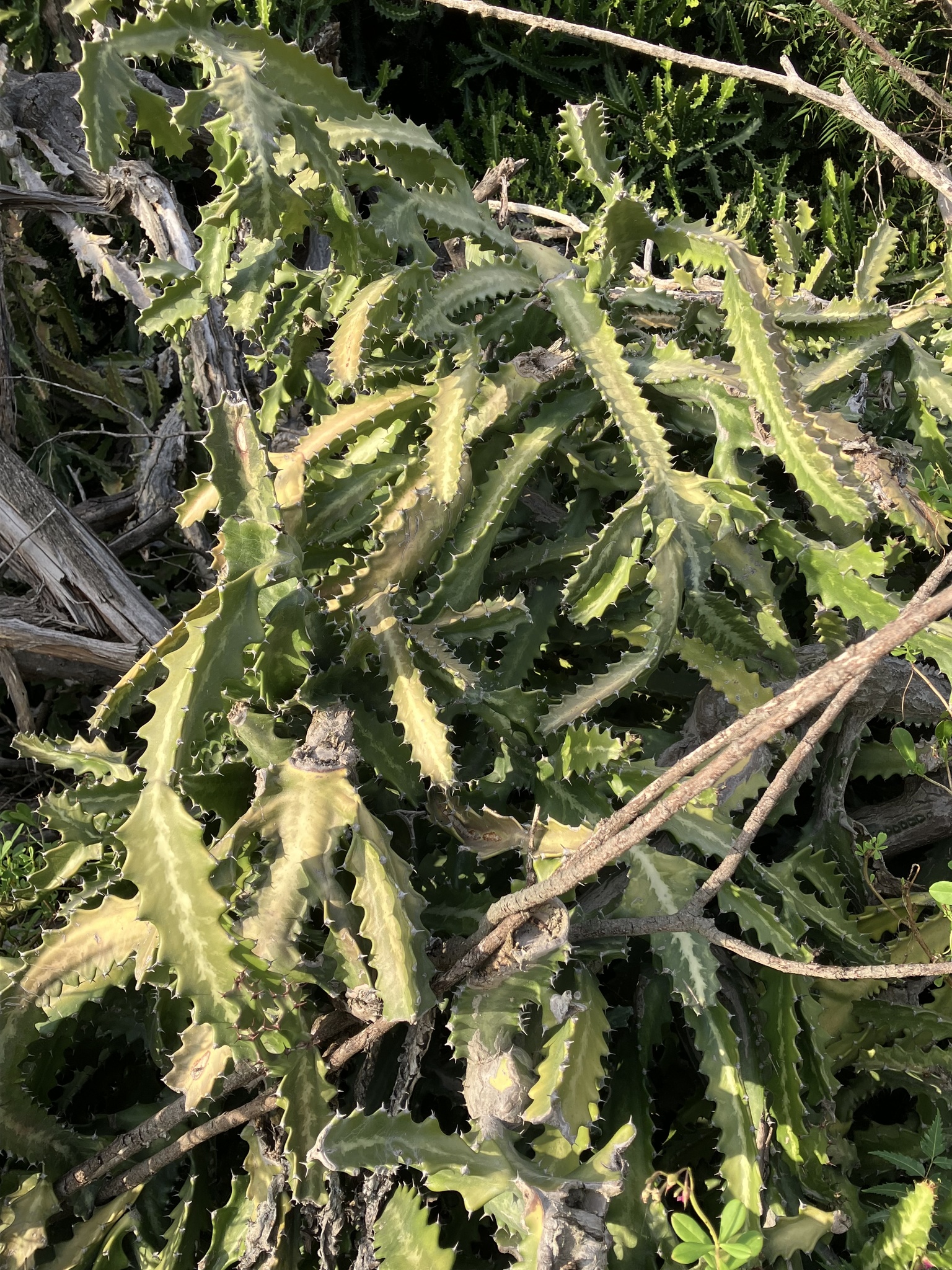 Euphorbia lactea — reference photo