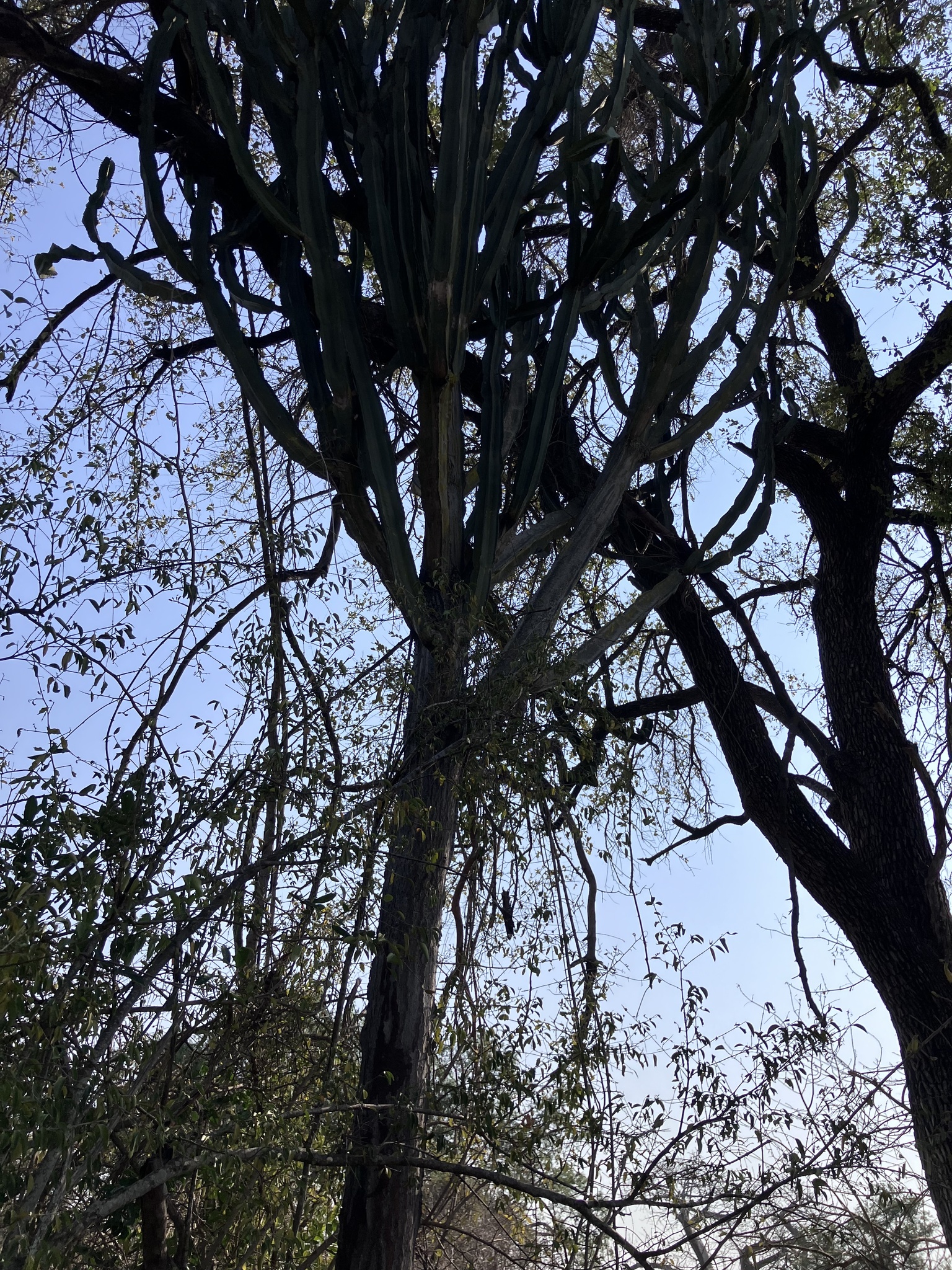 Euphorbia ingens — reference photo