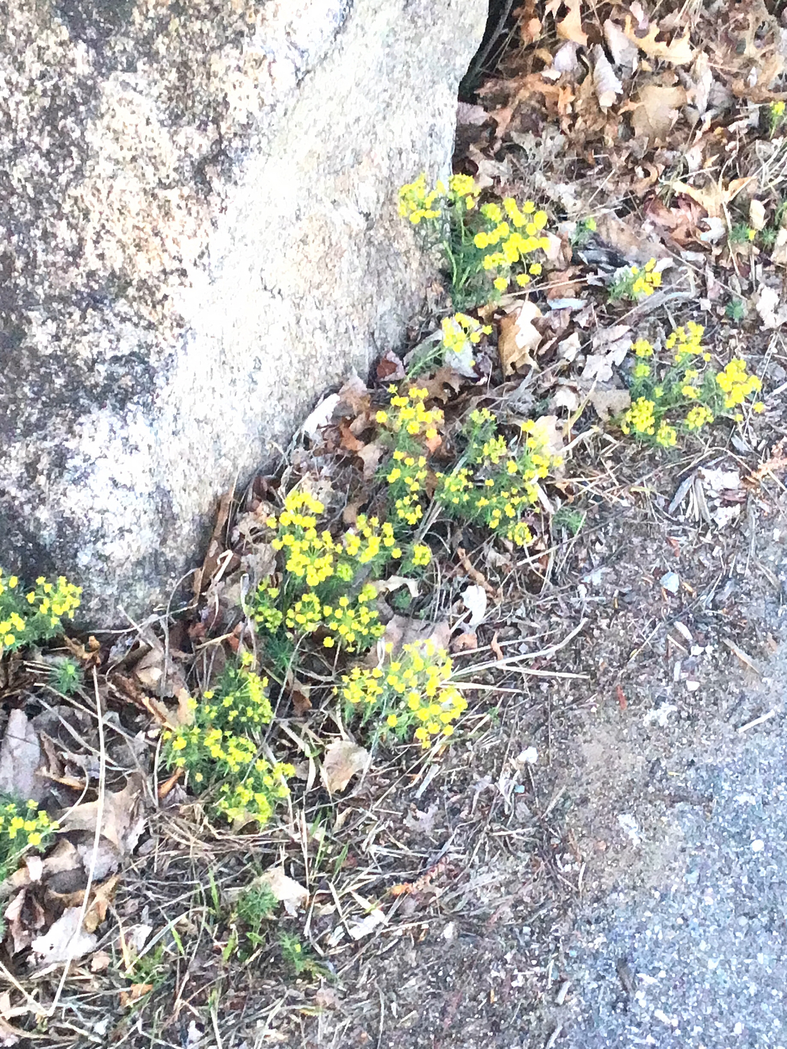 Euphorbia cyparissias — reference photo