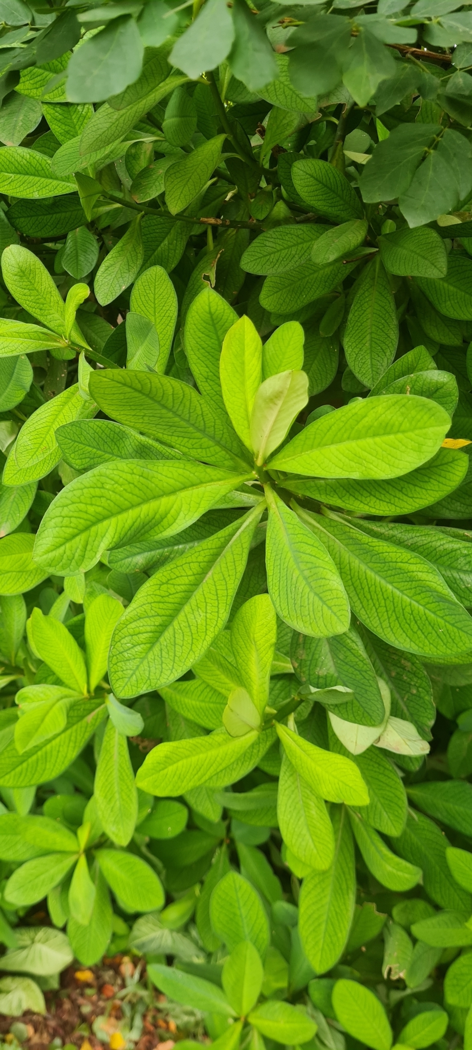 Euphorbia umbellata — reference photo