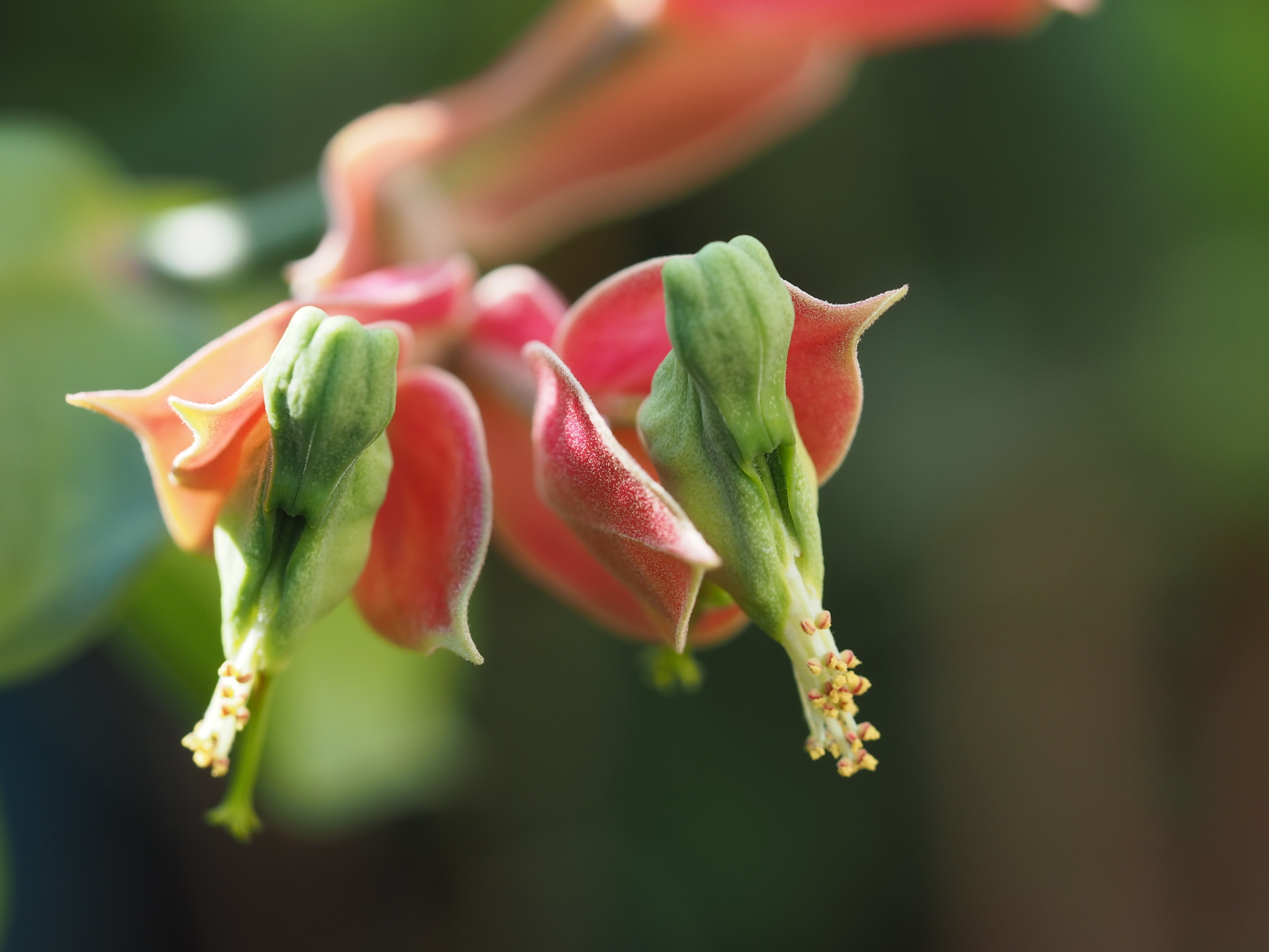 Euphorbia bracteata — reference photo