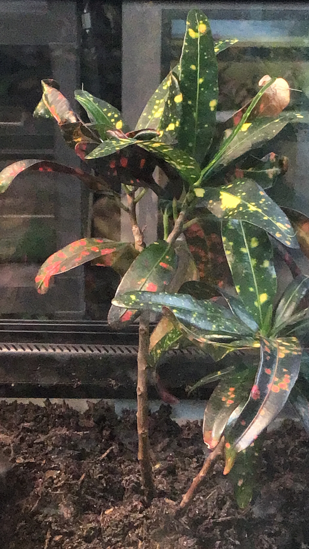 Codiaeum variegatum — reference photo
