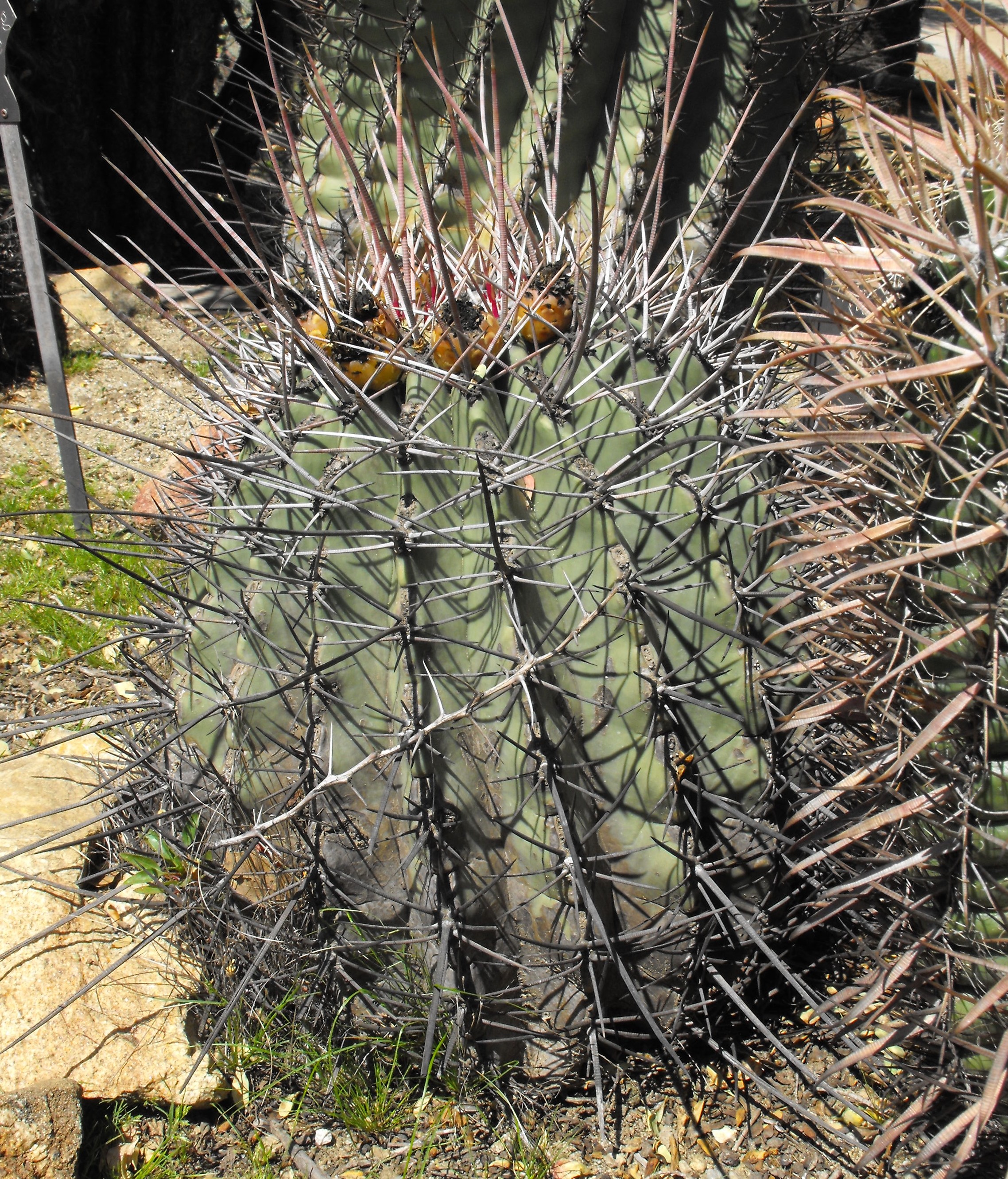 Ferocactus emoryi — reference photo