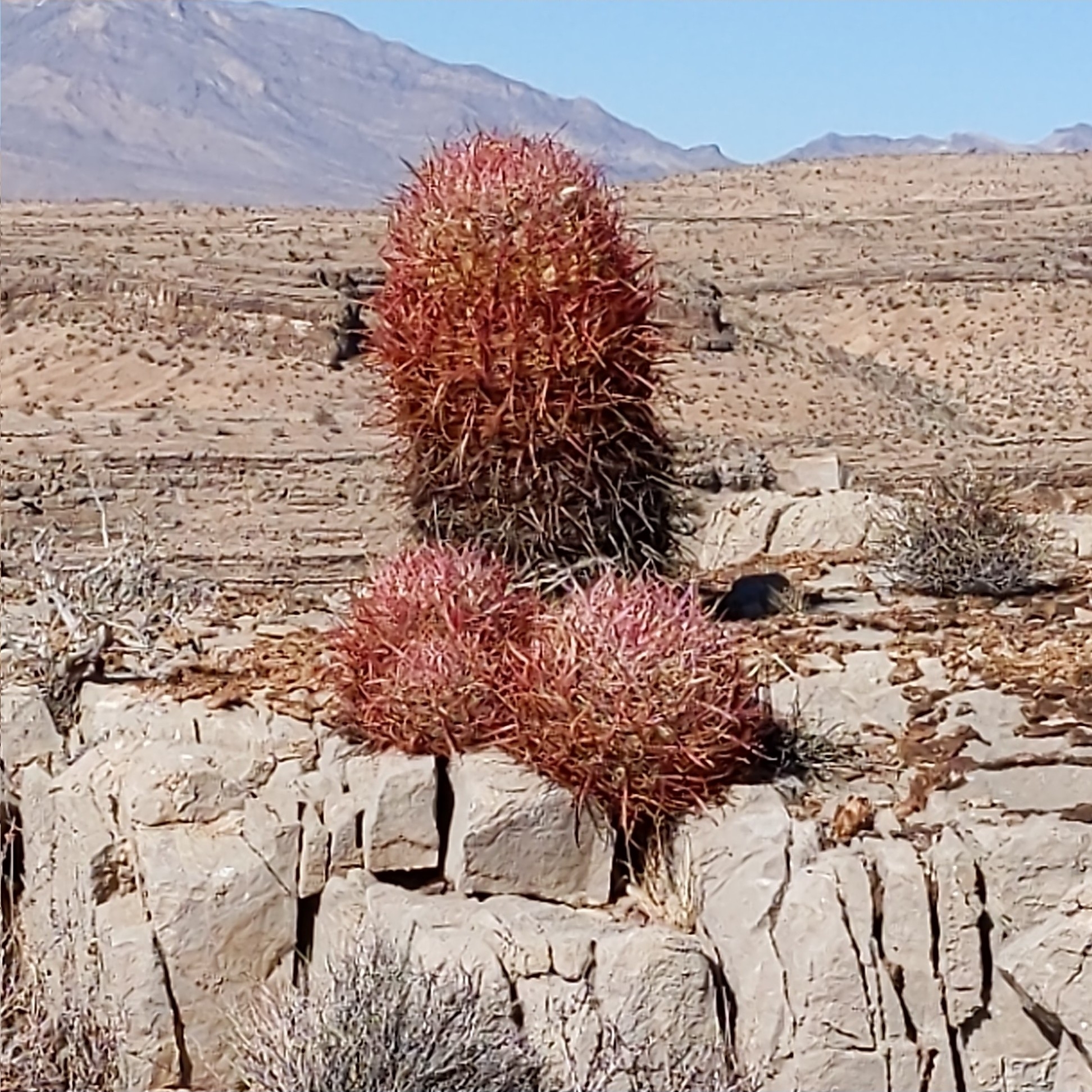 Ferocactus cylindraceus — reference photo