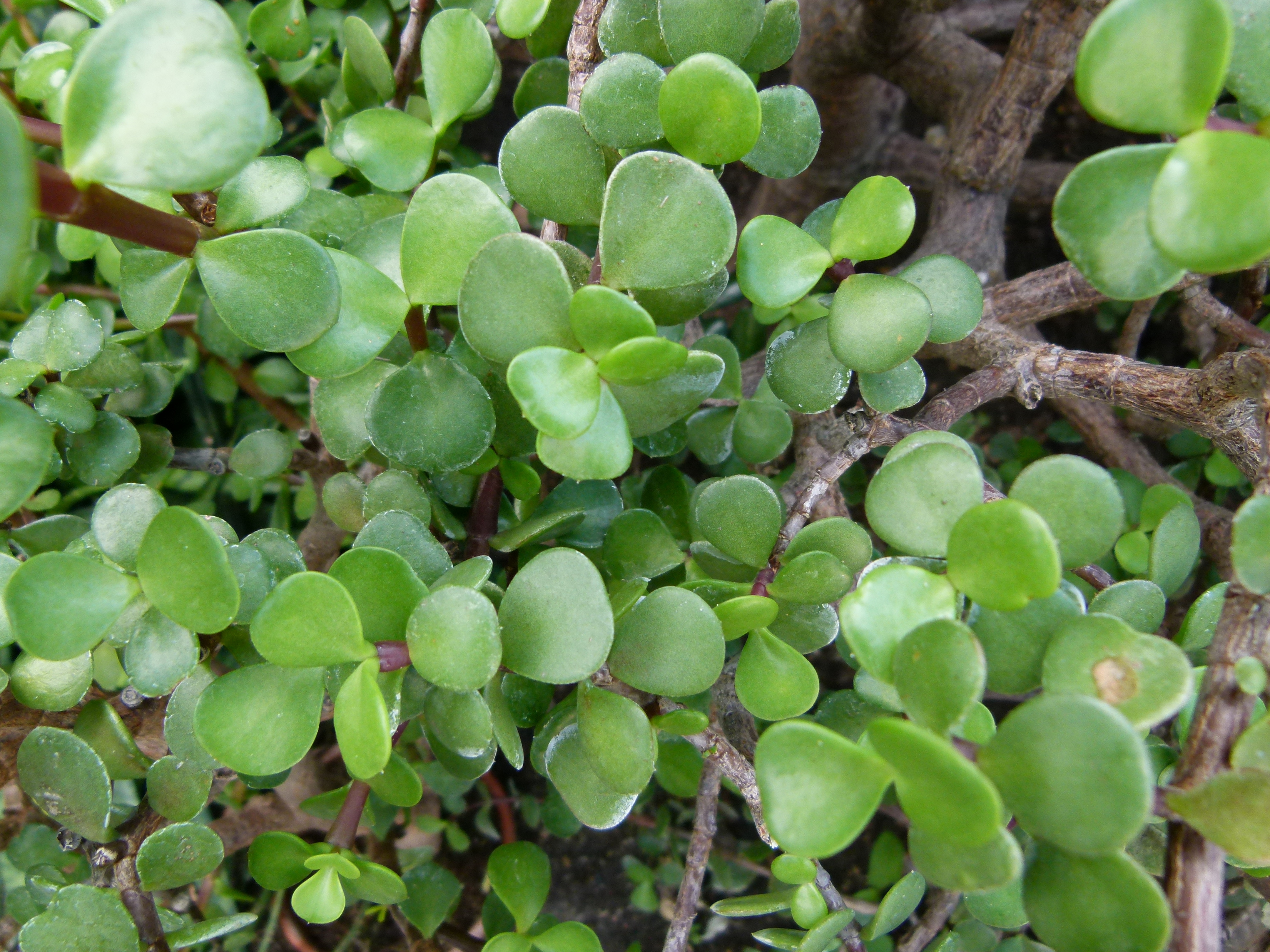 Portulacaria afra — reference photo