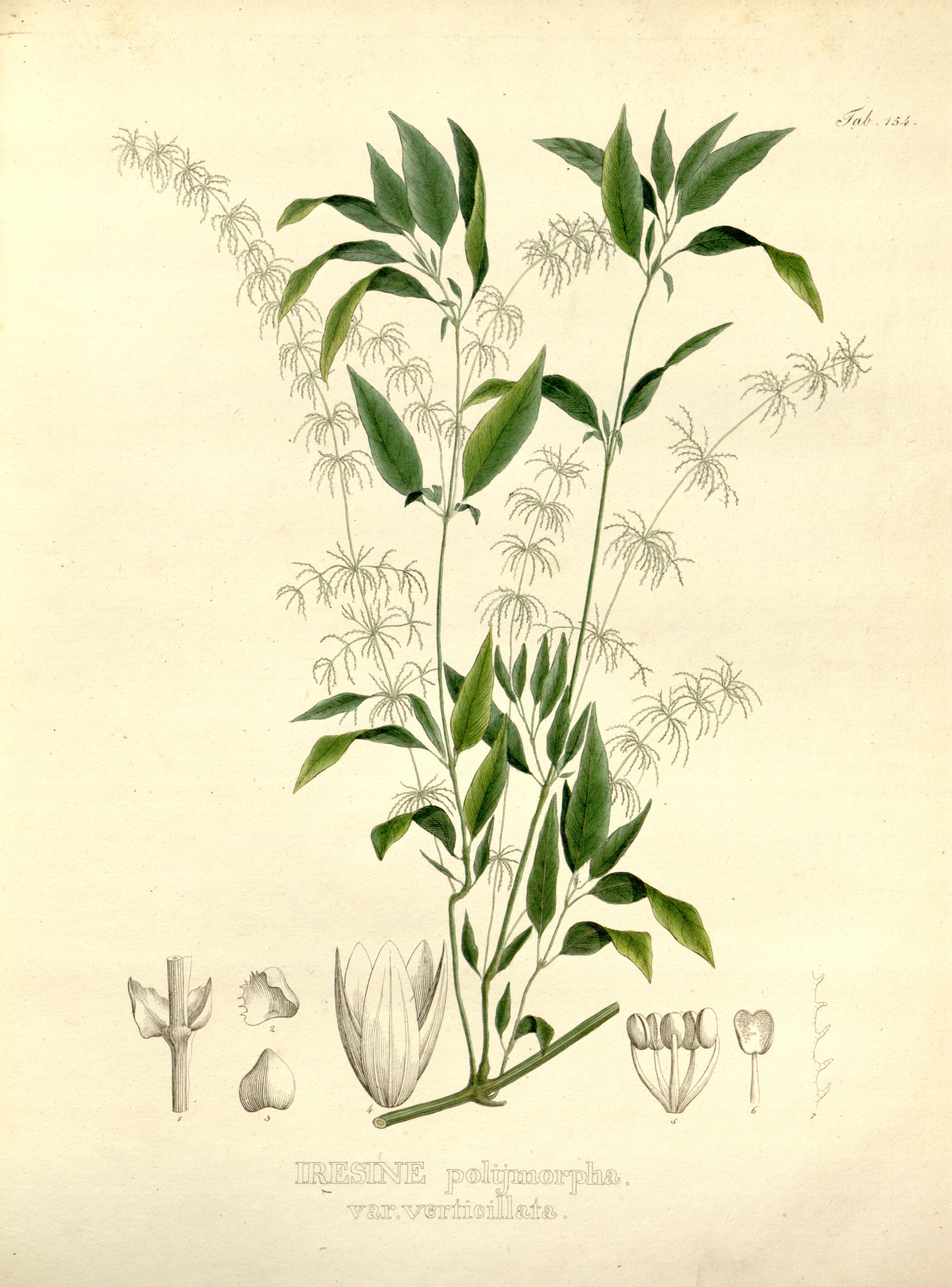 Iresine diffusa — reference photo