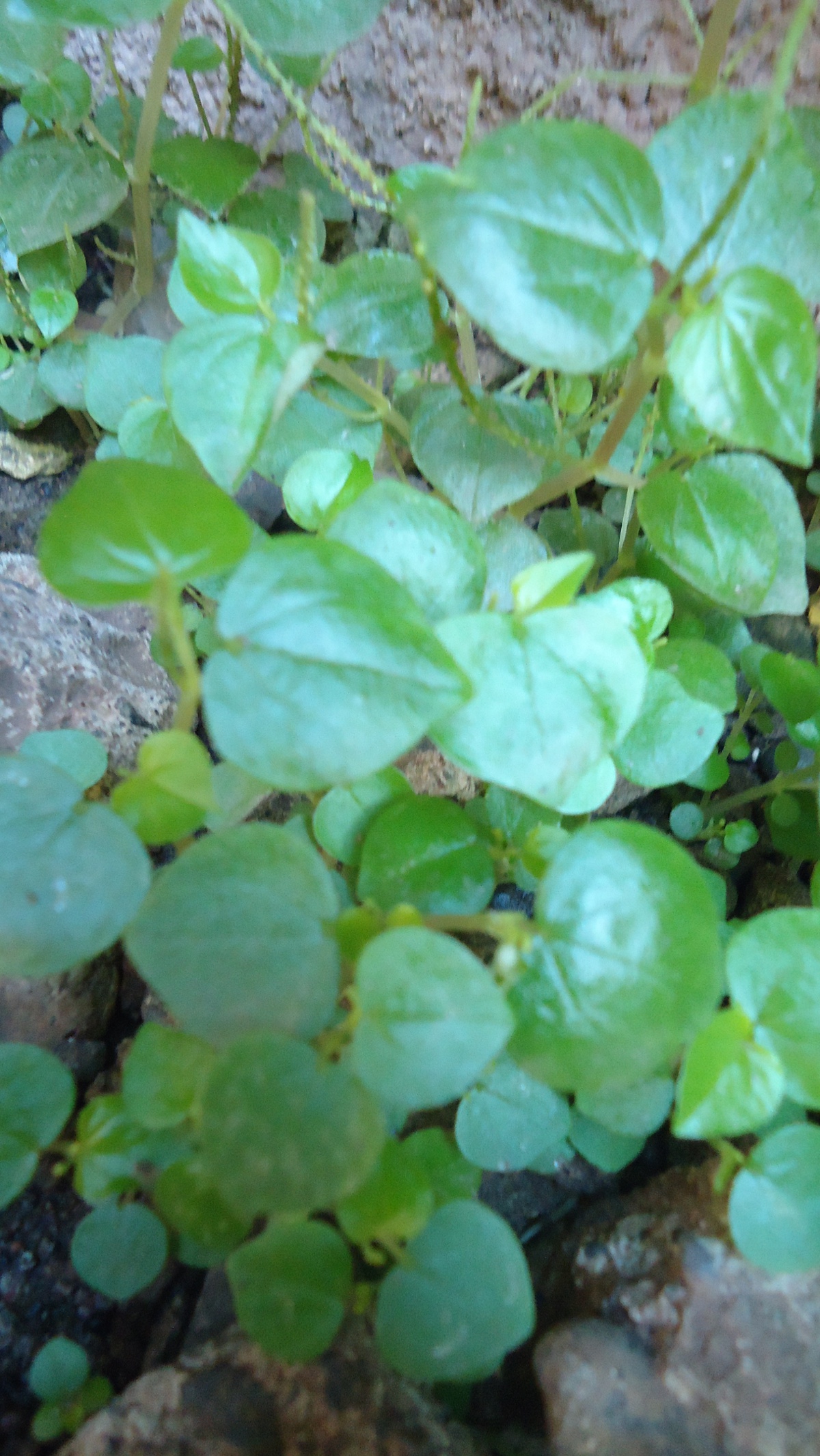 Peperomia pellucida — reference photo