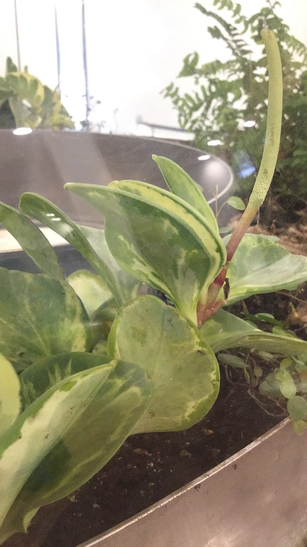 Peperomia obtusifolia — reference photo