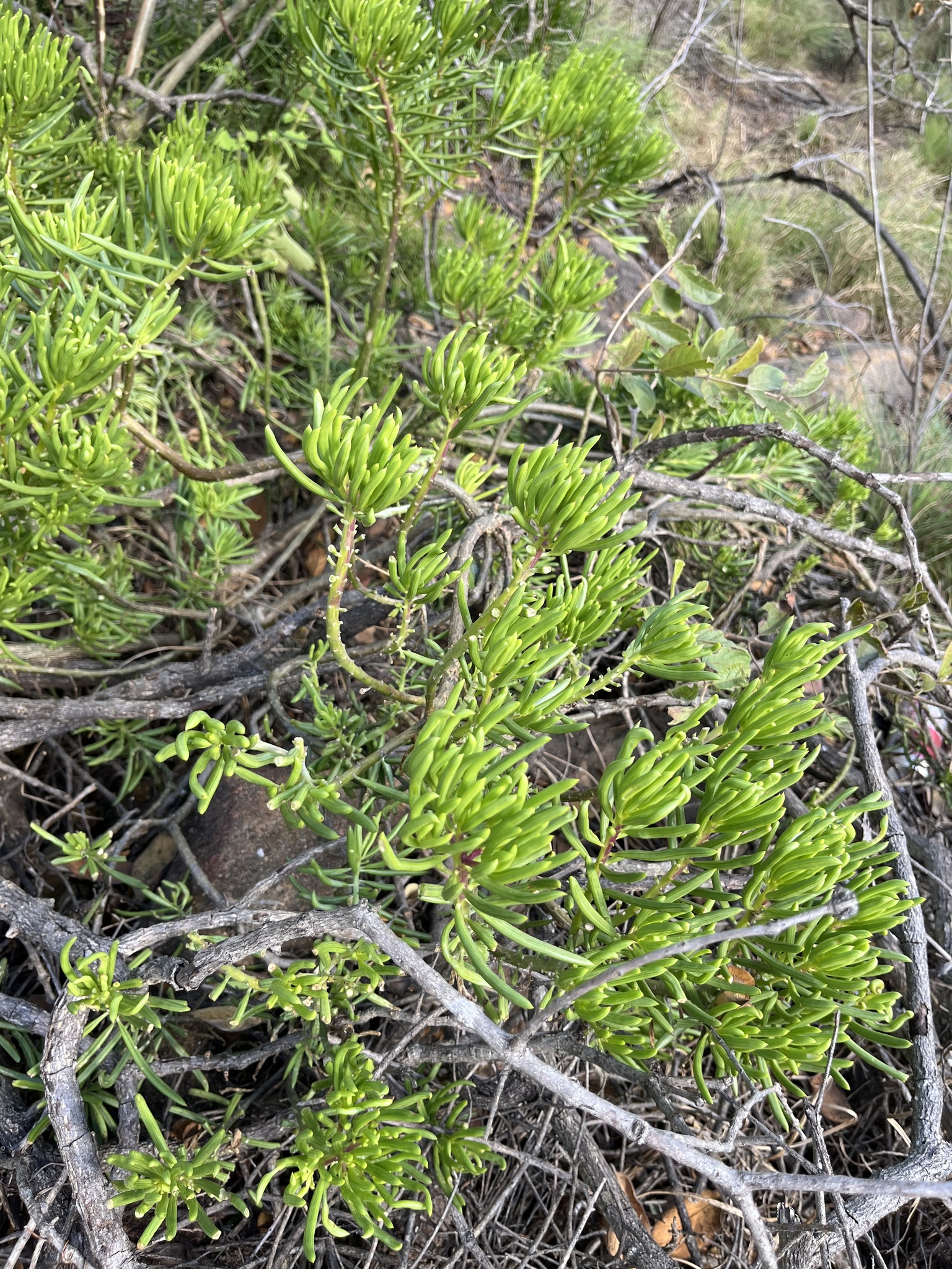 Senecio barbertonicus — reference photo
