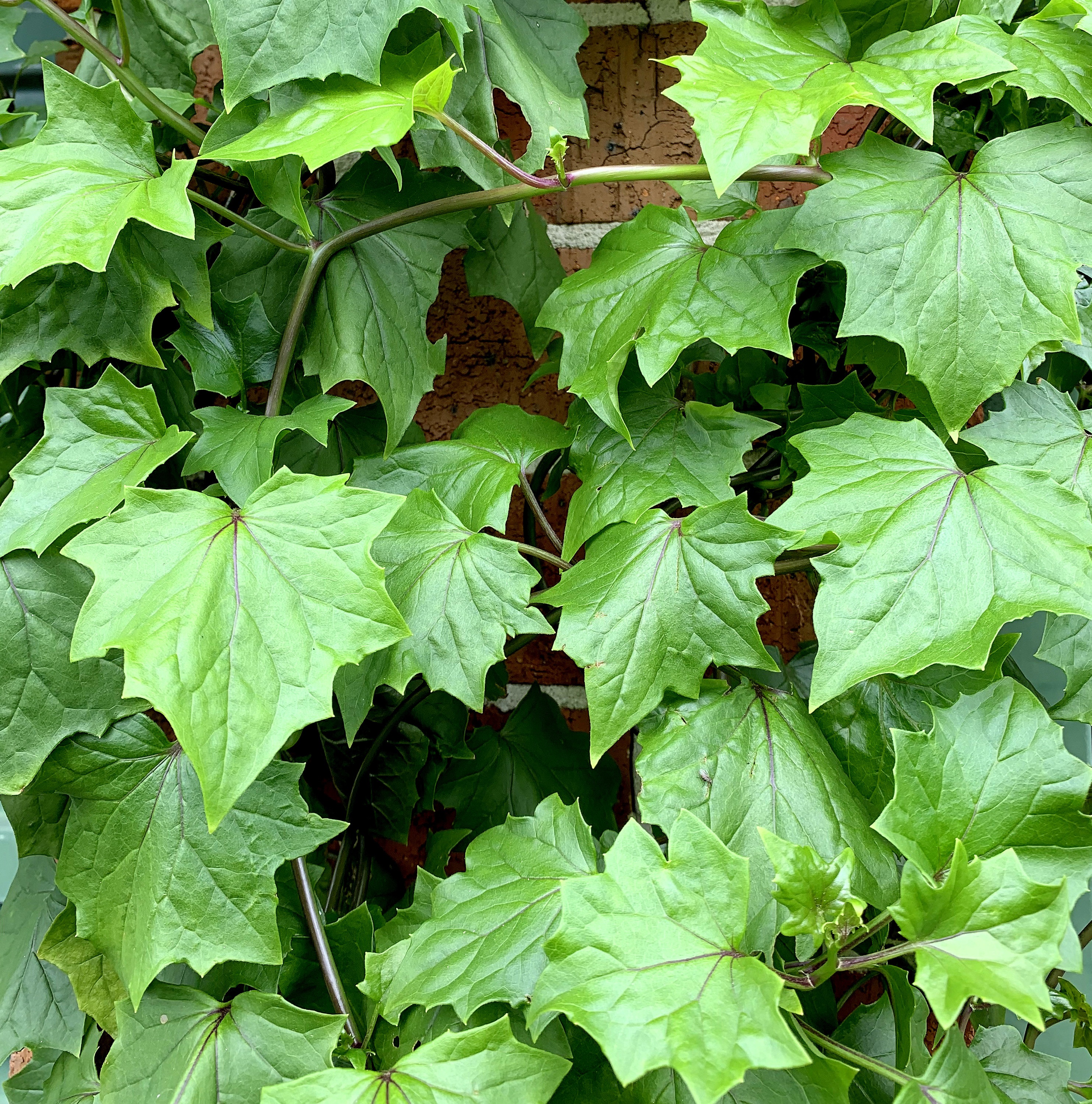 Senecio tamoides — reference photo