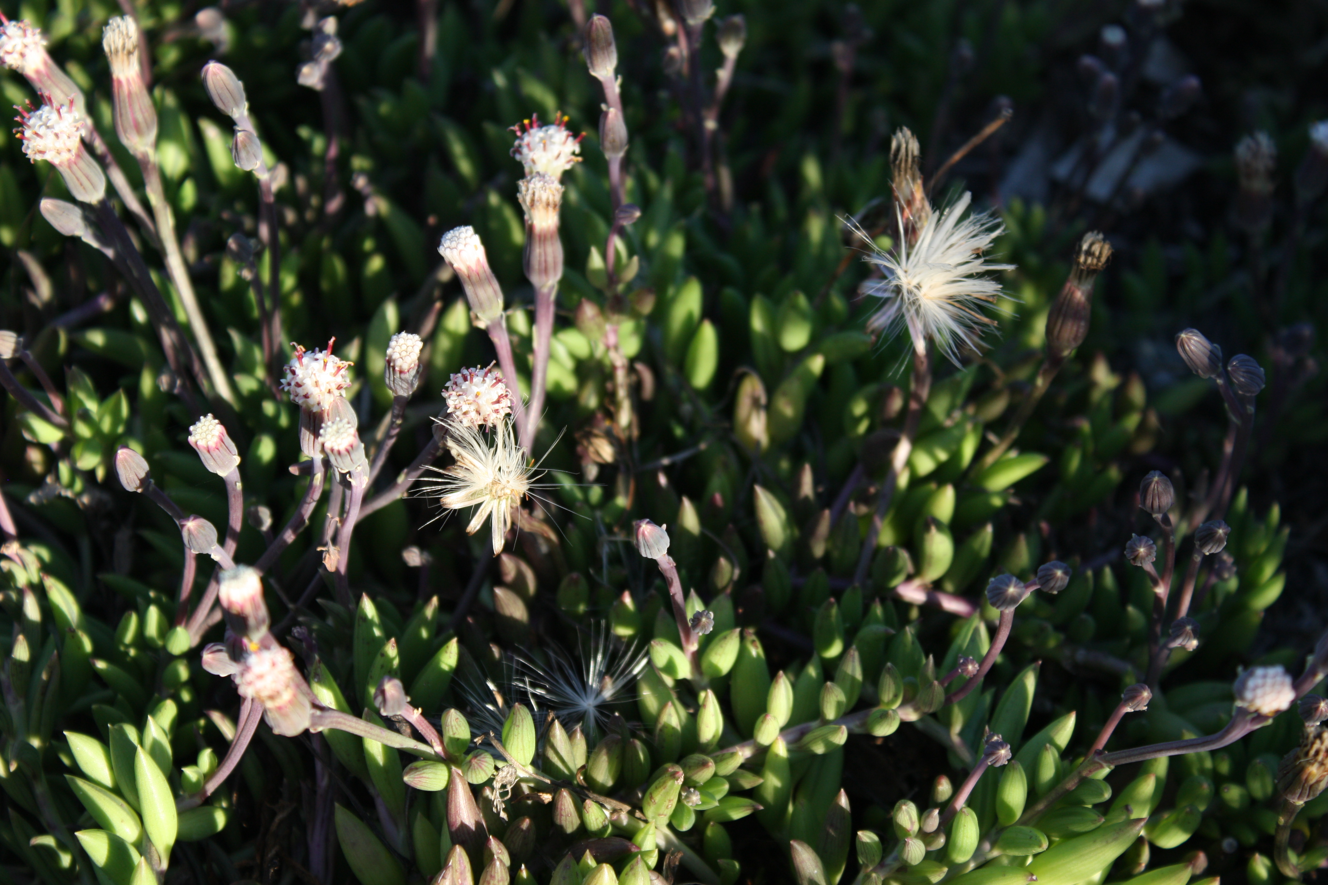 Curio radicans — reference photo