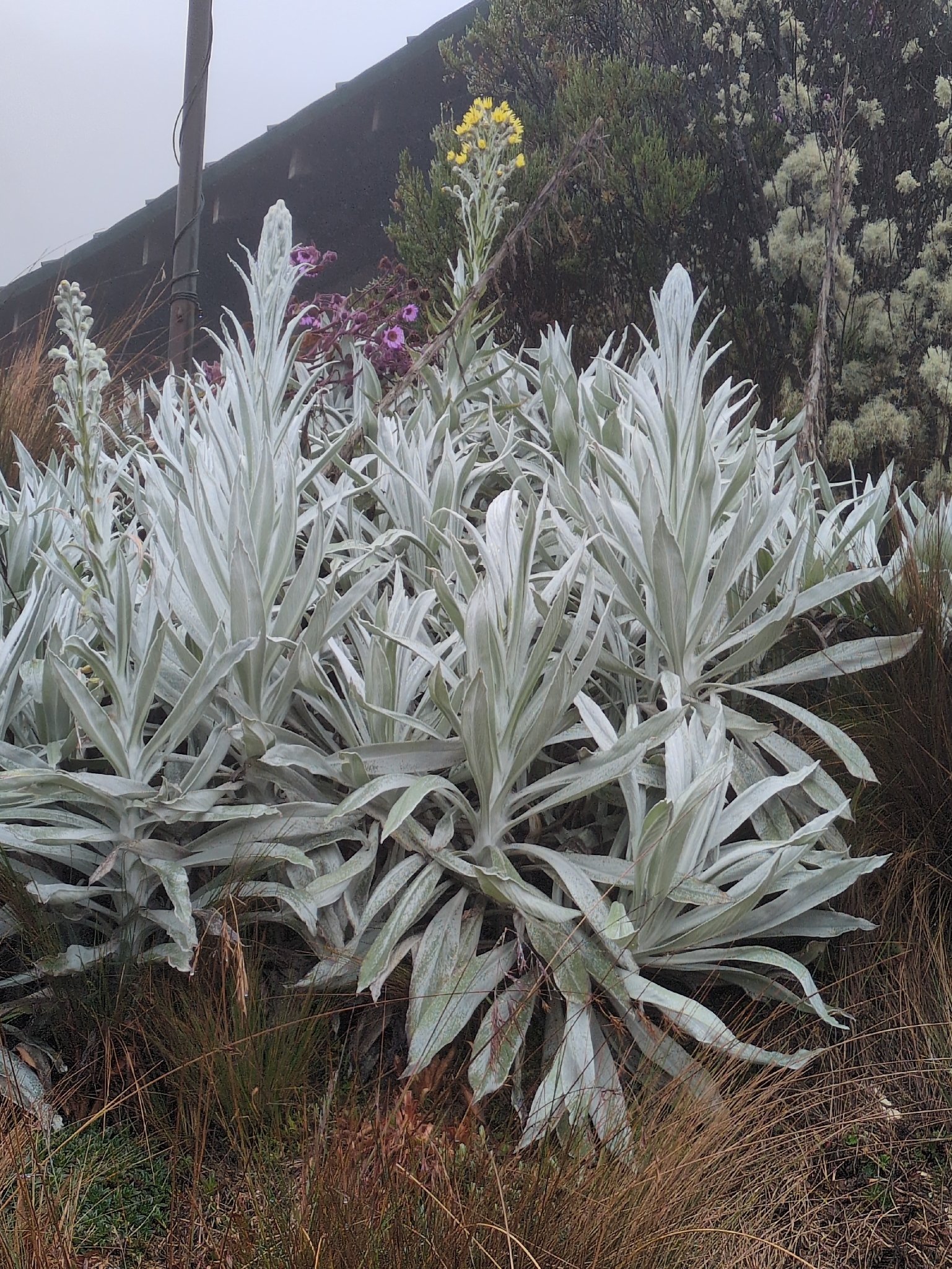 Senecio niveoaureus — reference photo