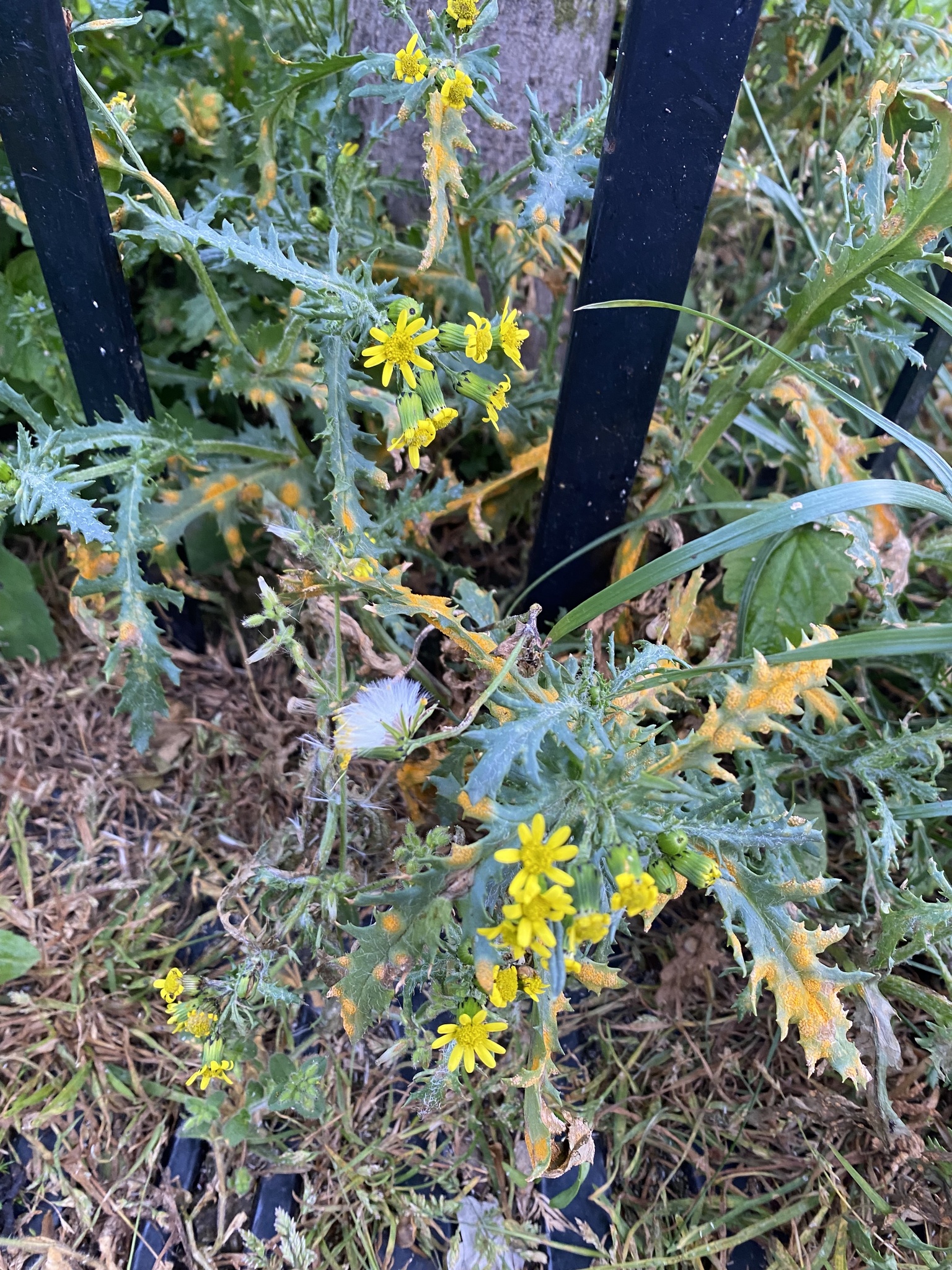 Senecio vulgaris — reference photo