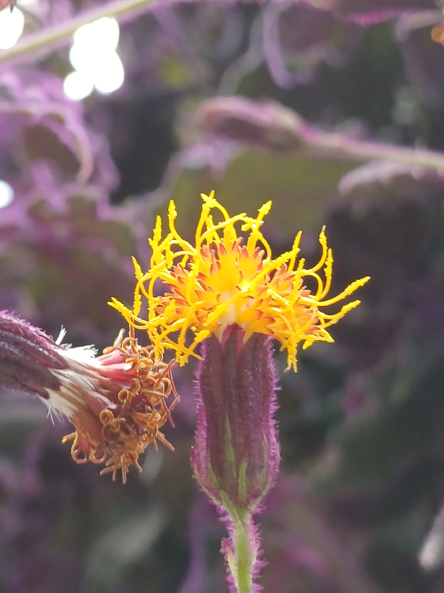 Gynura aurantiaca — reference photo