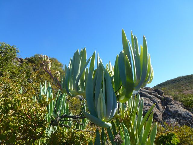 Curio ficoides — reference photo