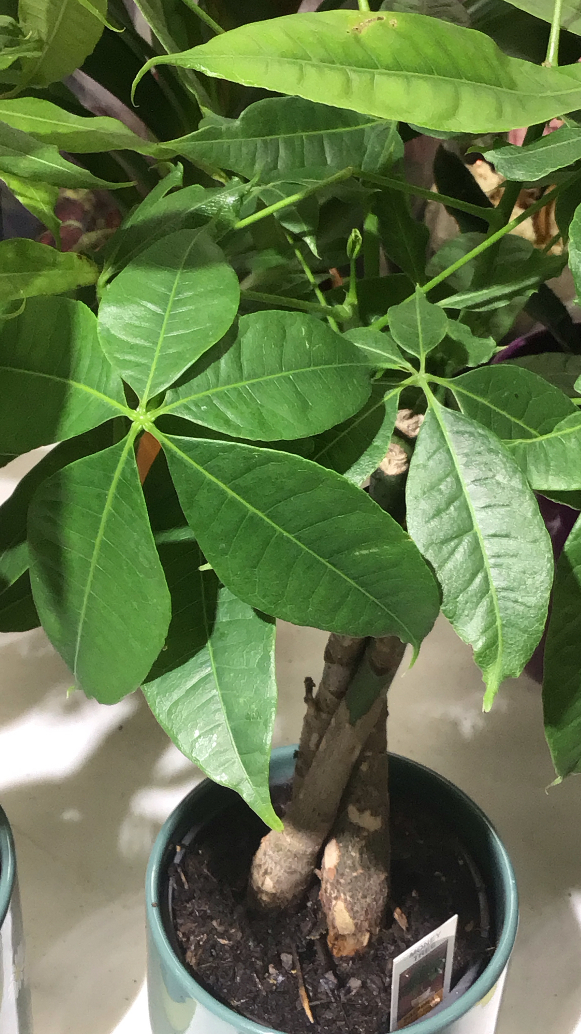 Pachira aquatica — reference photo