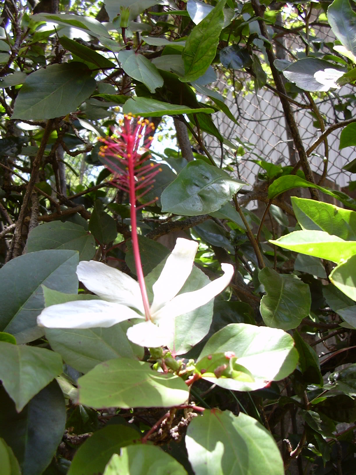 Hibiscus arnottianus — reference photo