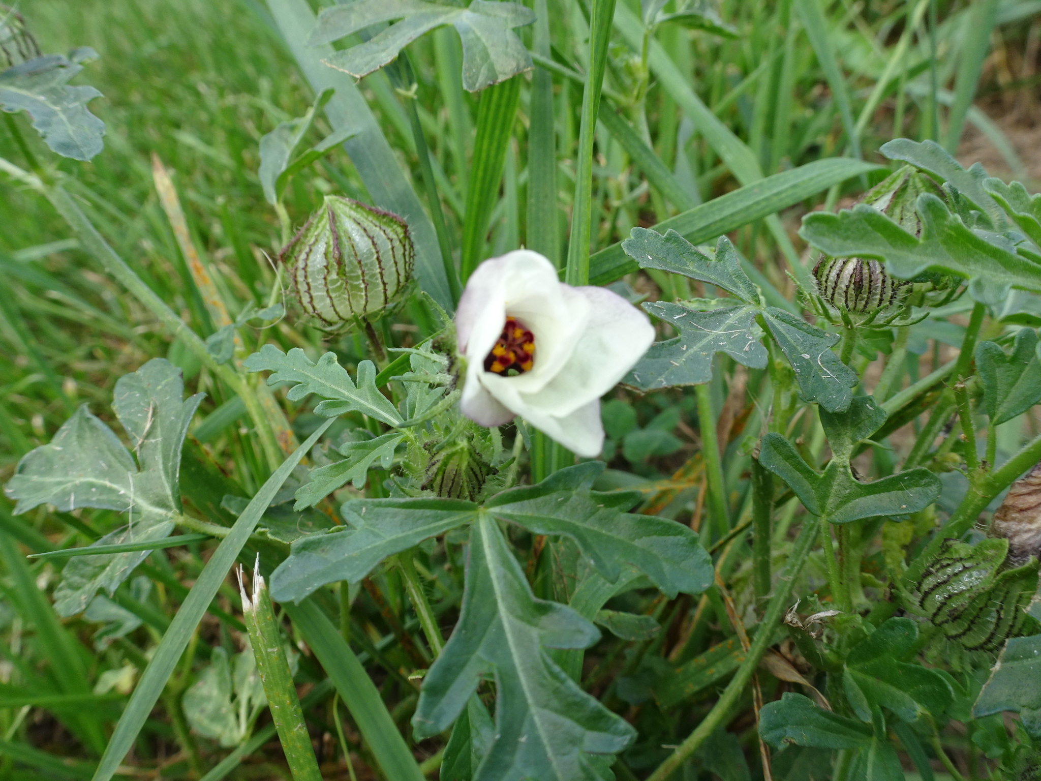 Hibiscus trionum — reference photo