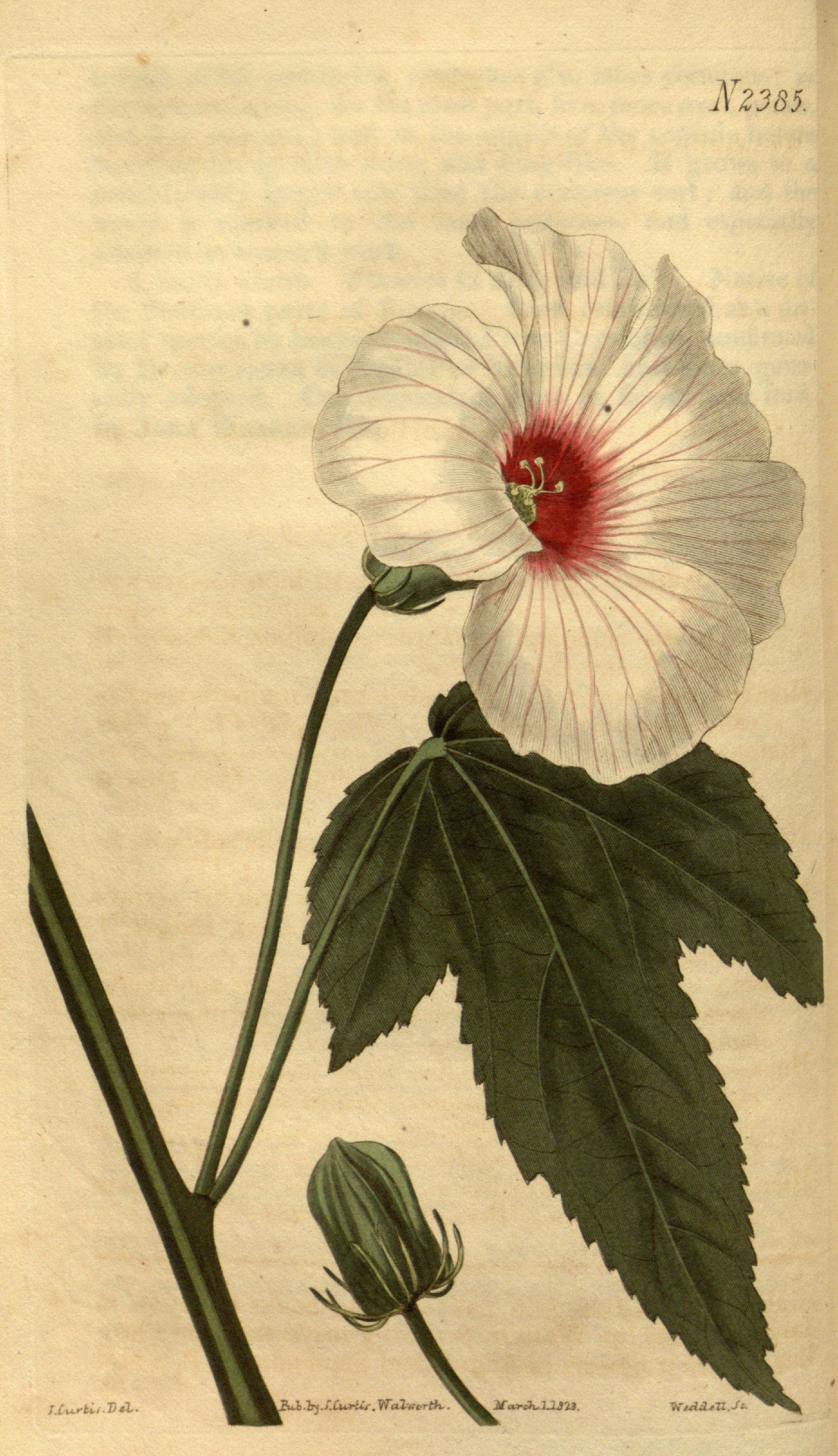 Hibiscus laevis — reference photo