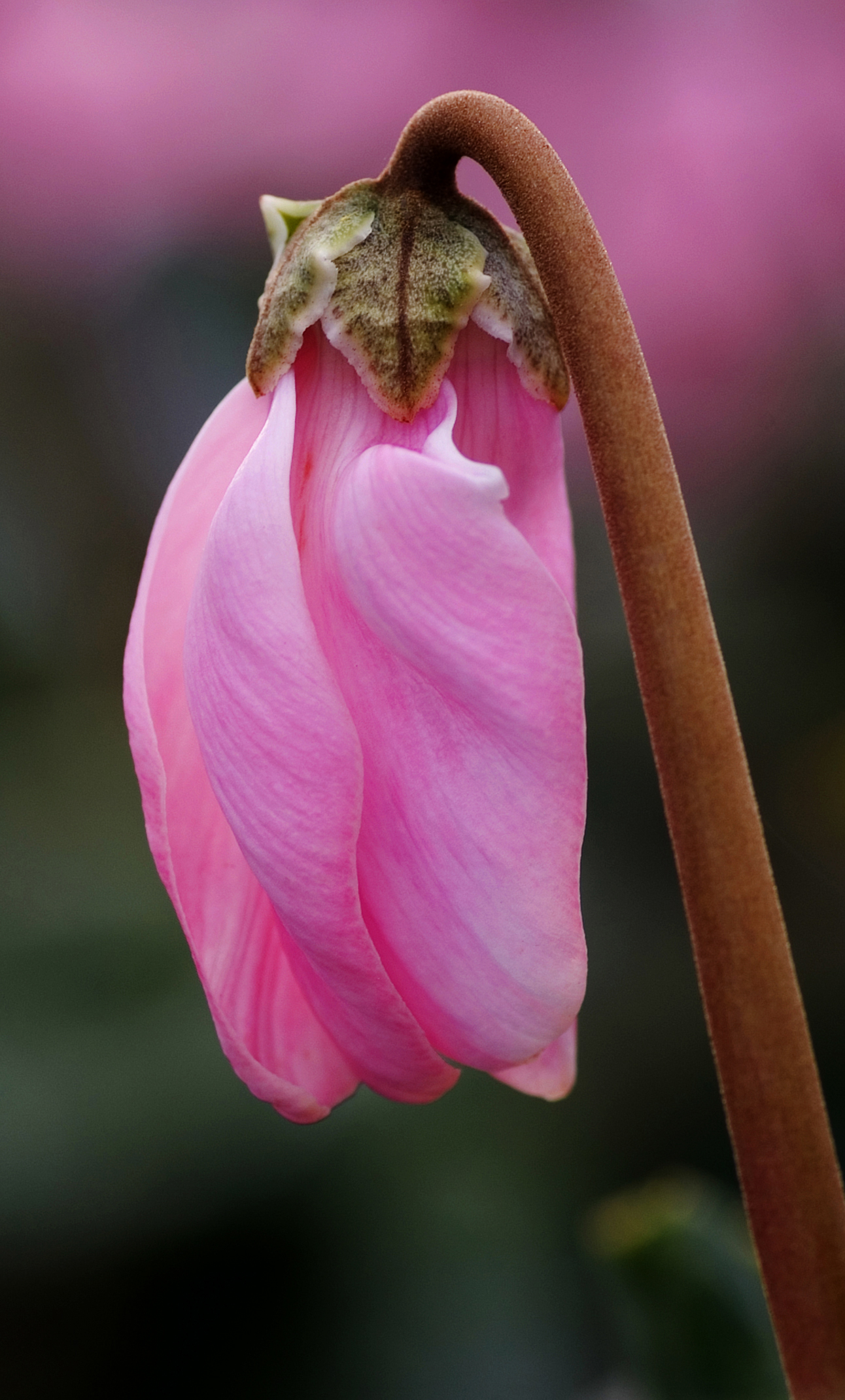 Cyclamen persicum — reference photo