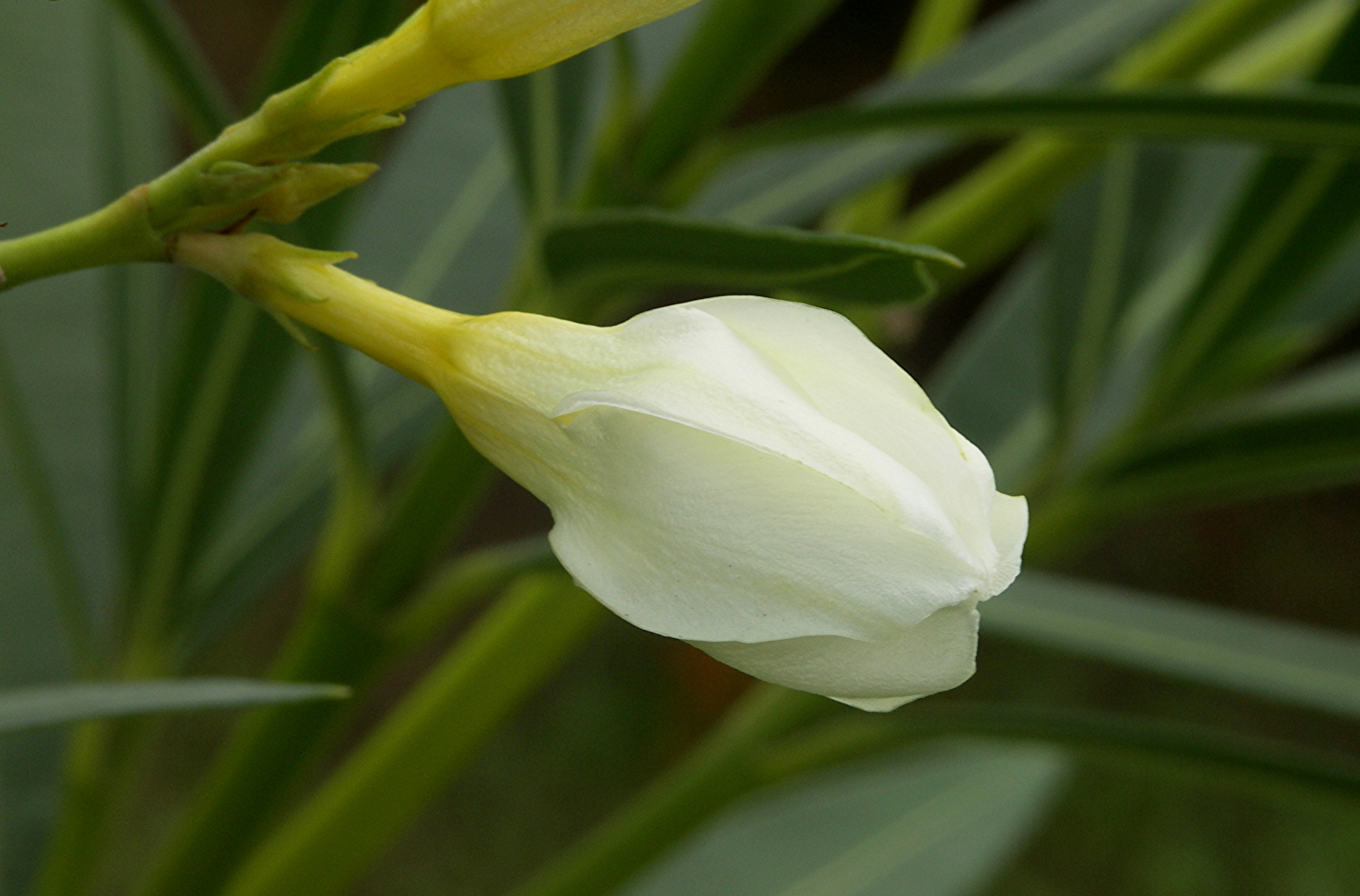 Nerium oleander — reference photo
