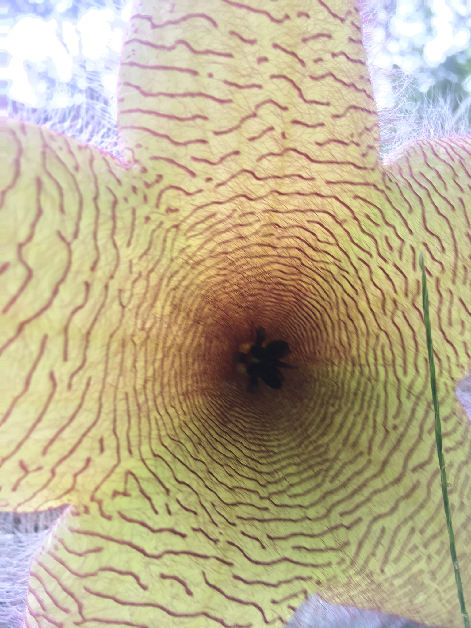 Stapelia gigantea — reference photo