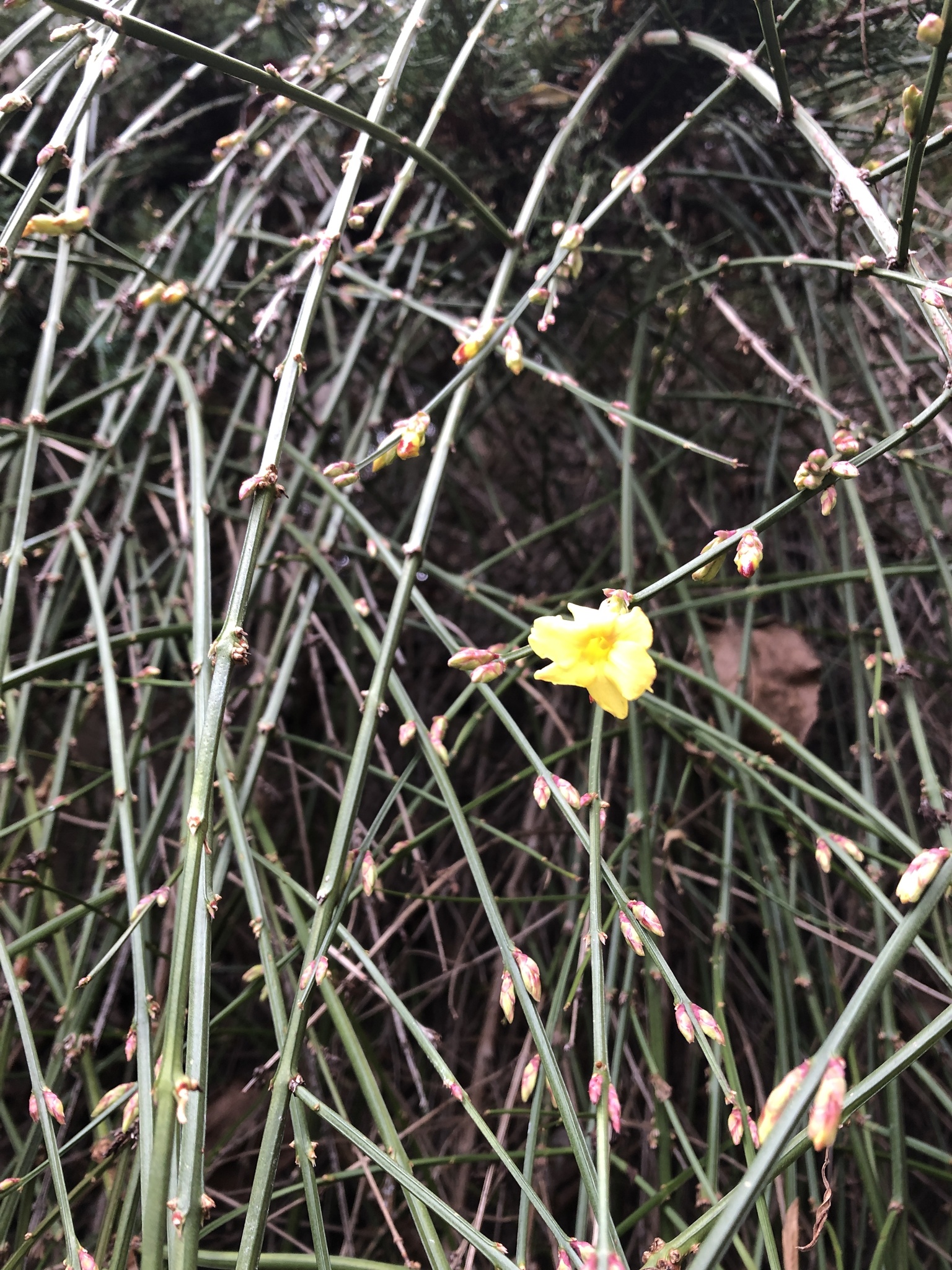Jasminum nudiflorum — reference photo