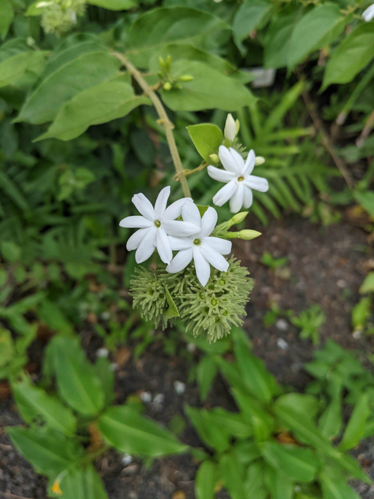 Jasminum multiflorum — reference photo