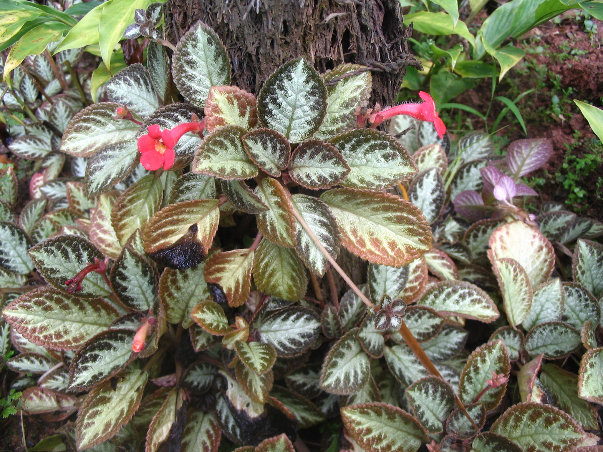 Episcia cupreata — reference photo