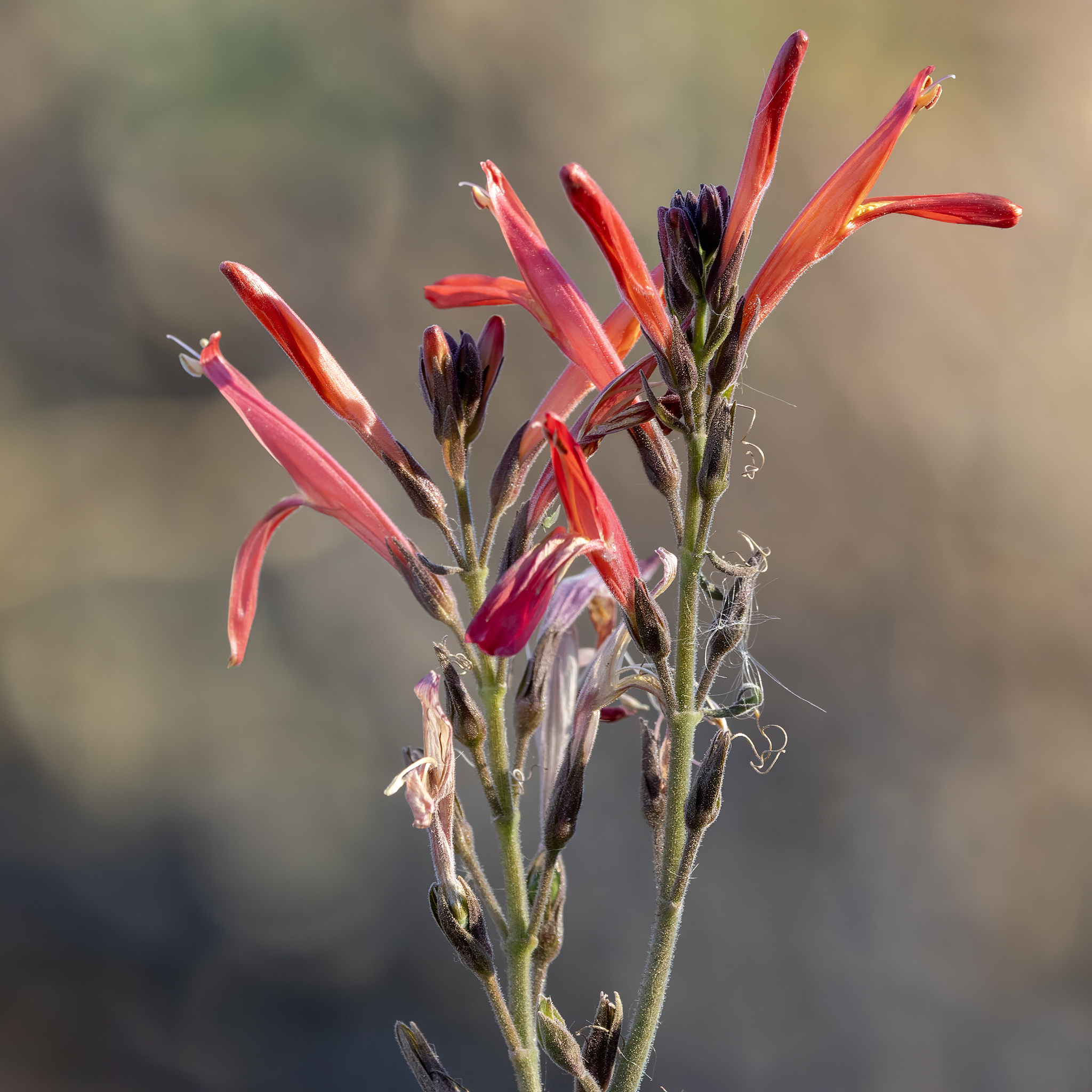 Justicia californica — reference photo