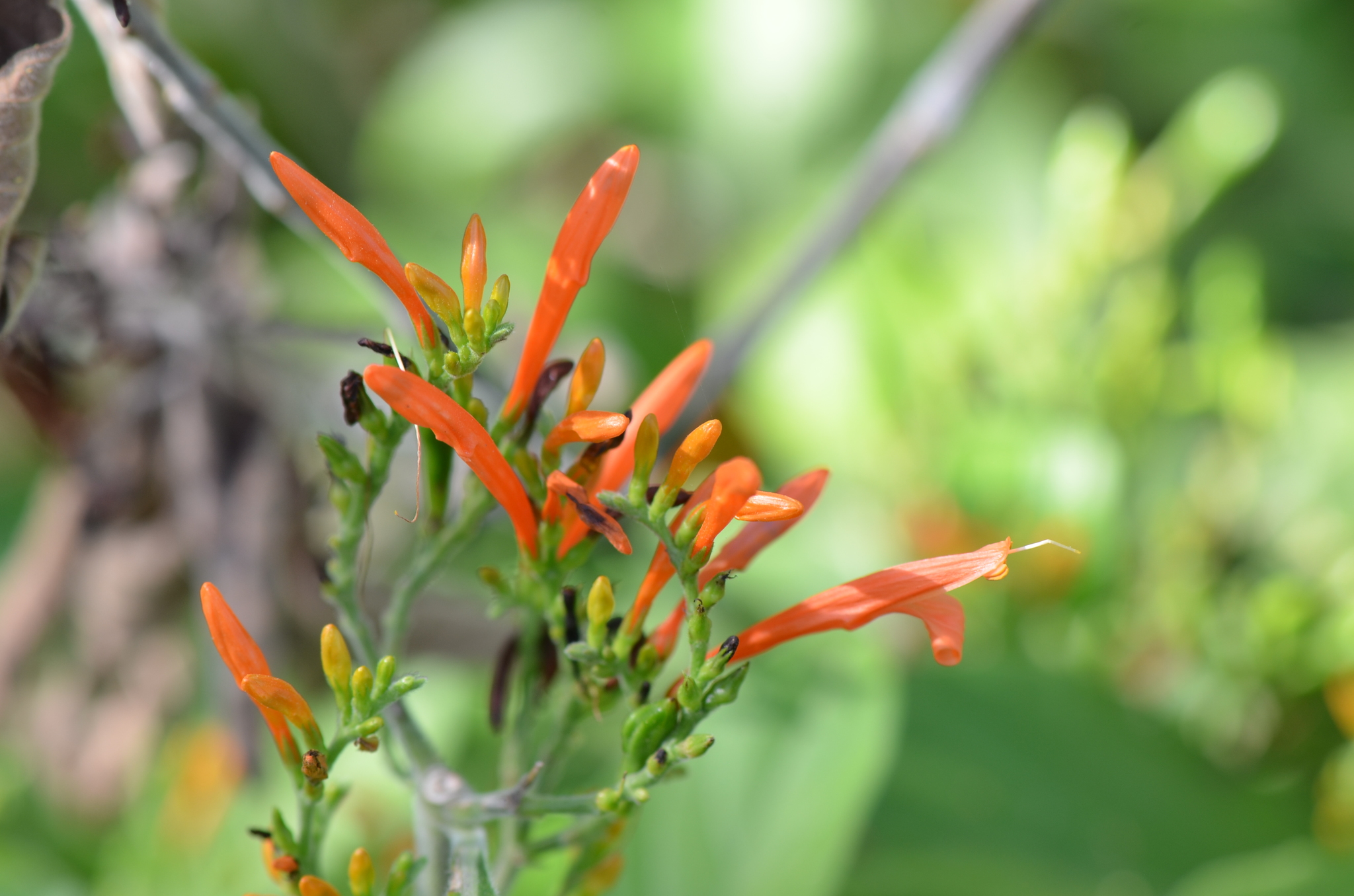 Justicia spicigera — reference photo