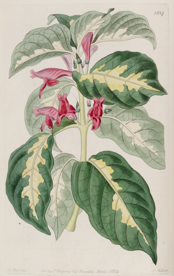Graptophyllum pictum — reference photo