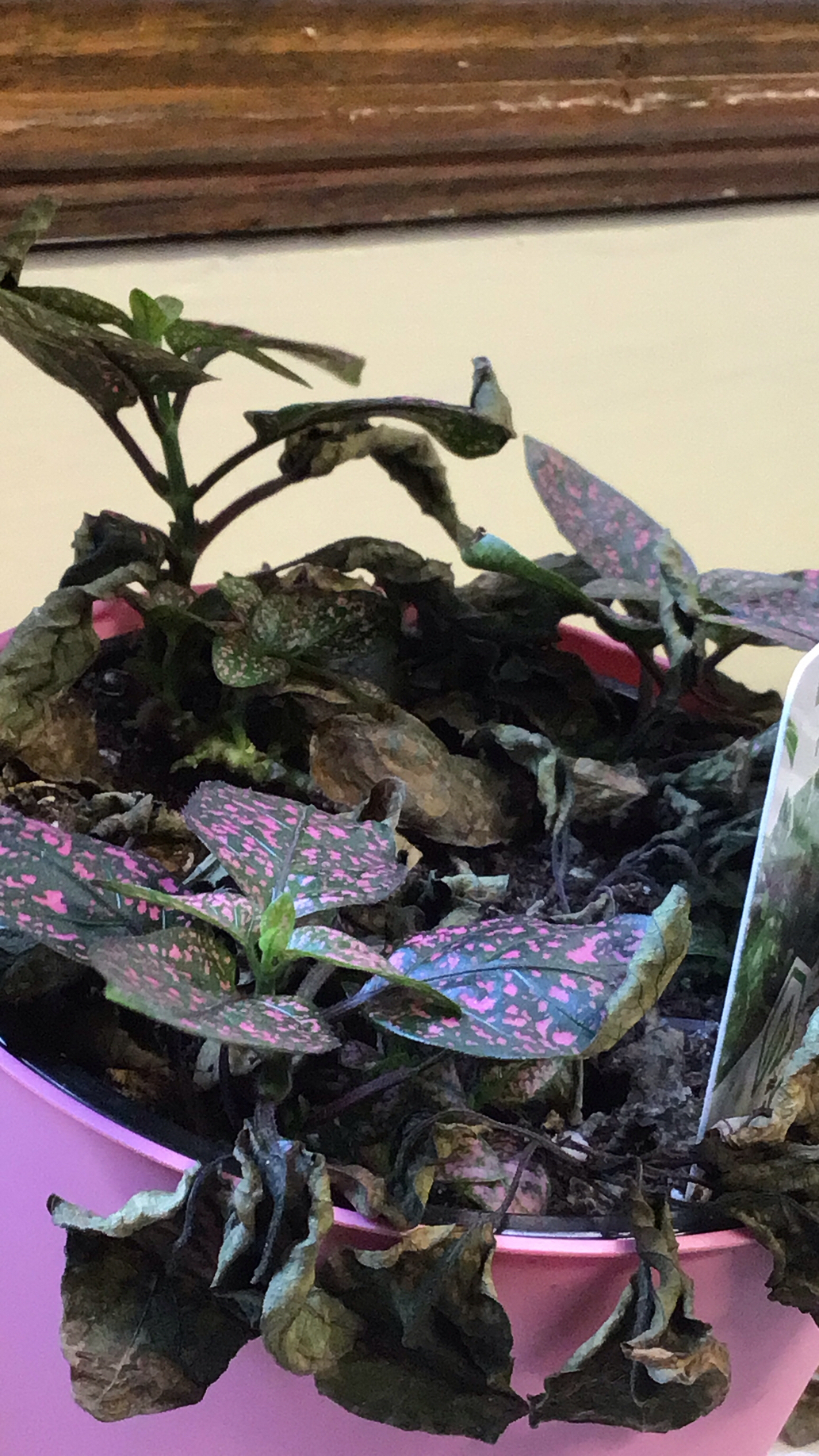 Hypoestes phyllostachya — reference photo