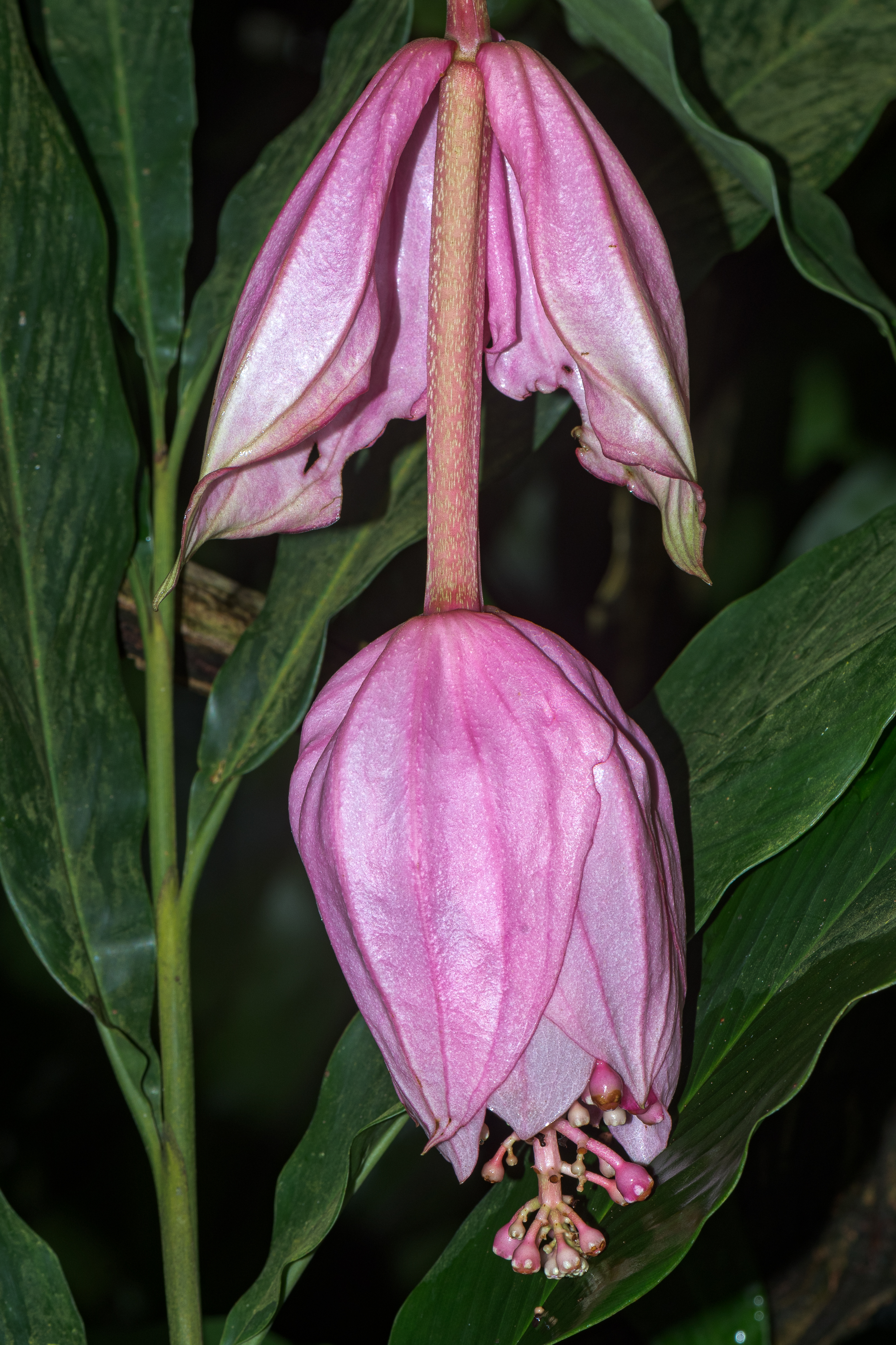 Medinilla magnifica — reference photo