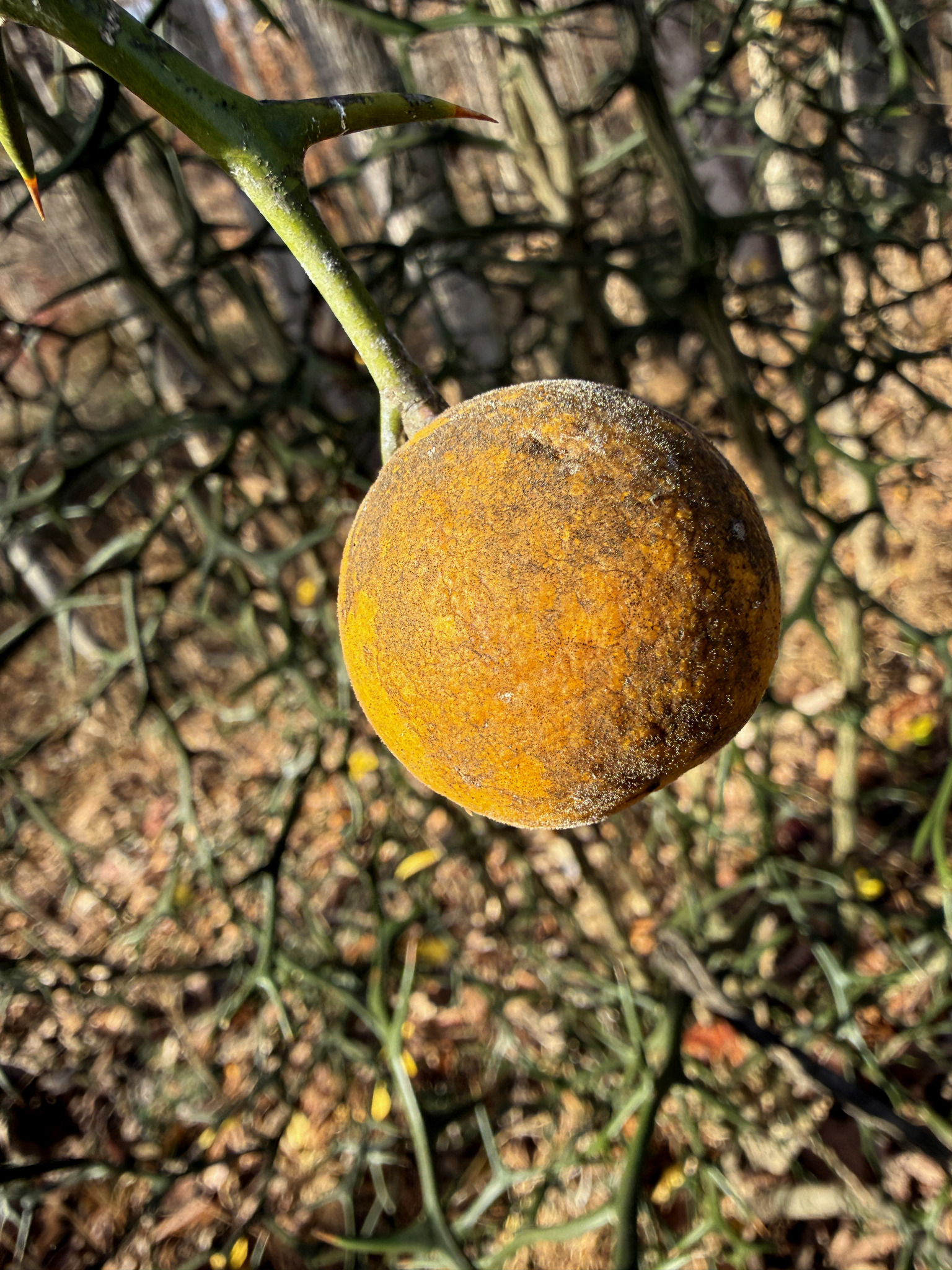 Citrus trifoliata — reference photo