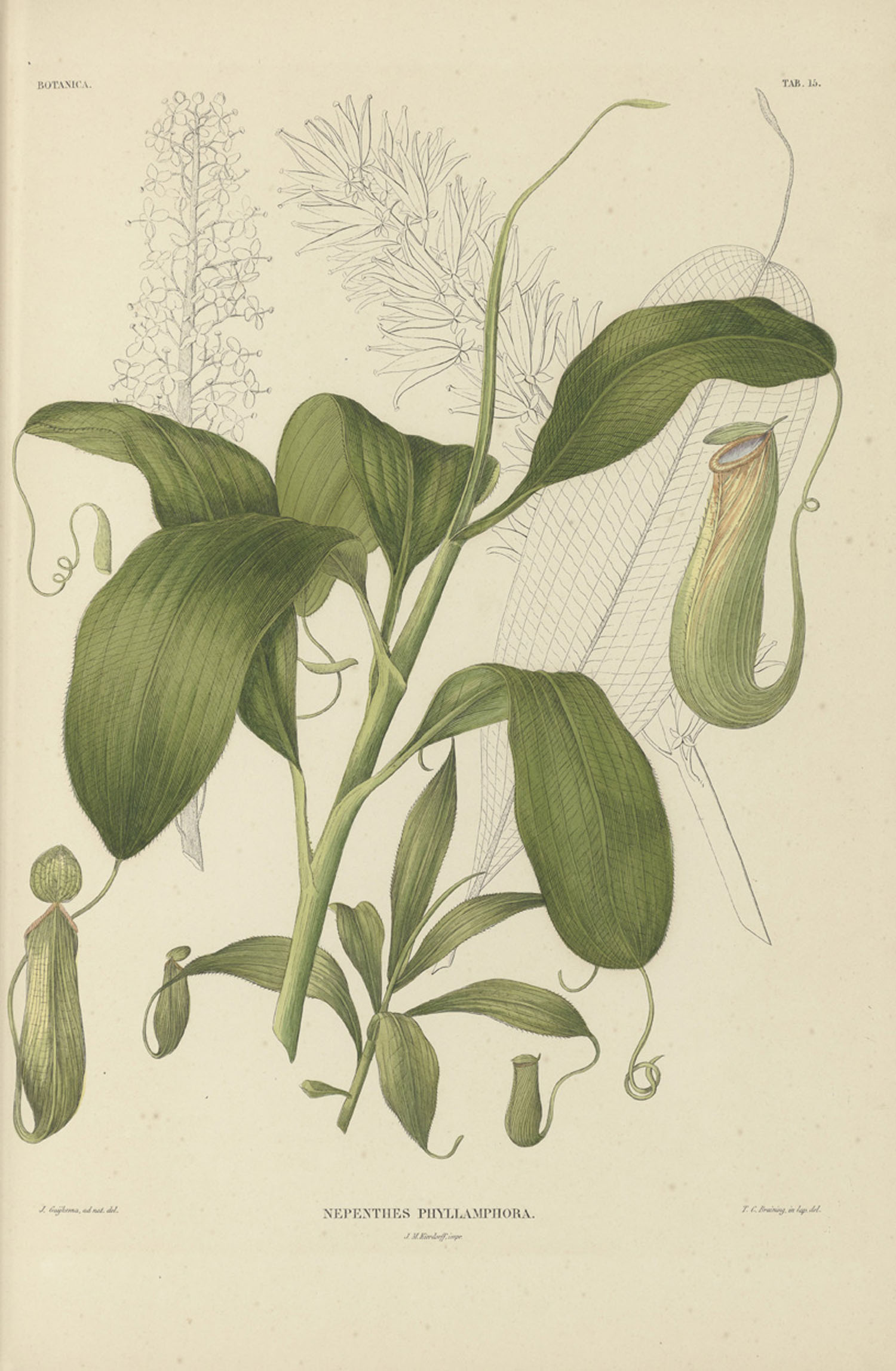 Nepenthes mirabilis — reference photo