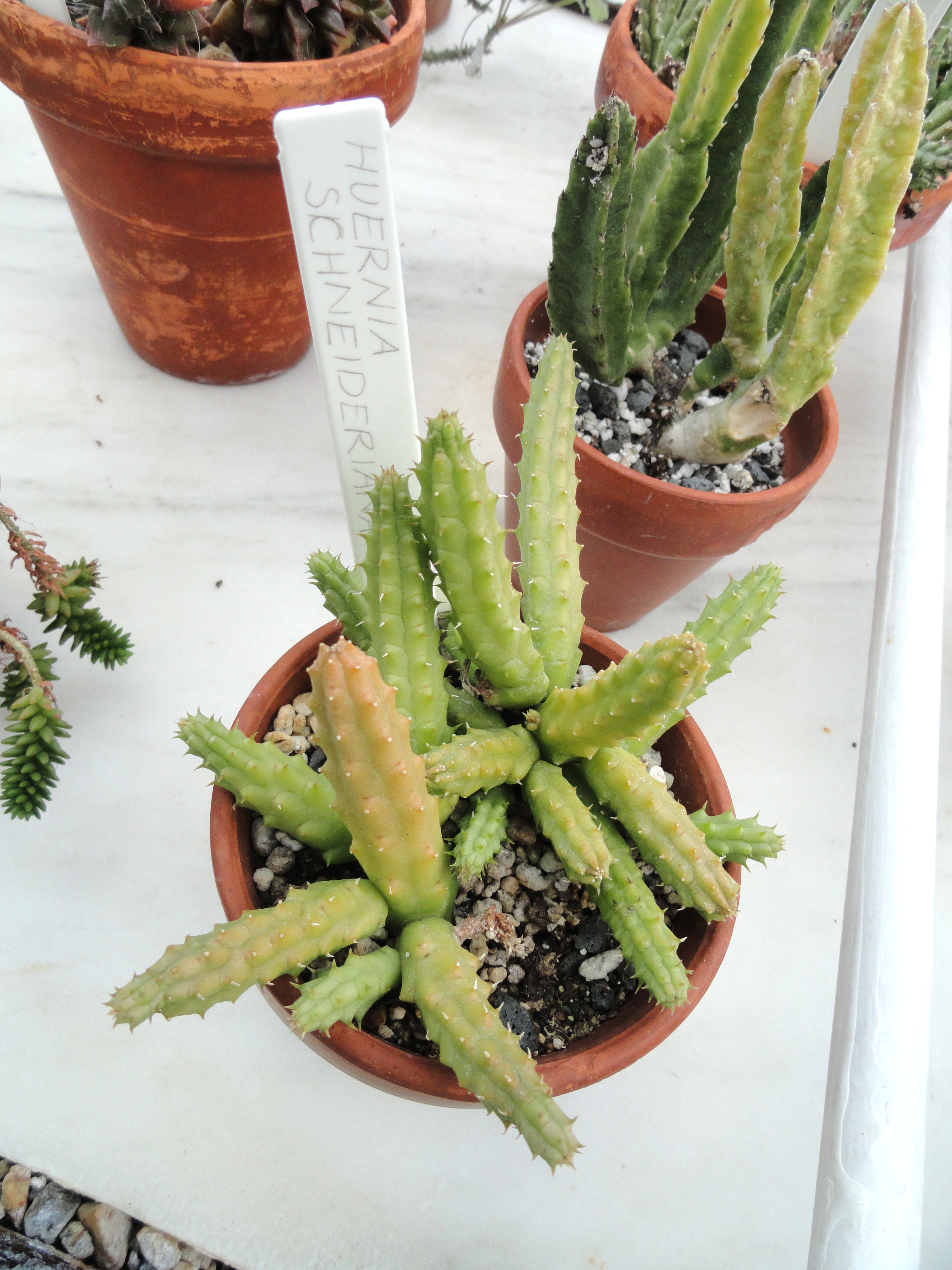 Huernia schneideriana — reference photo