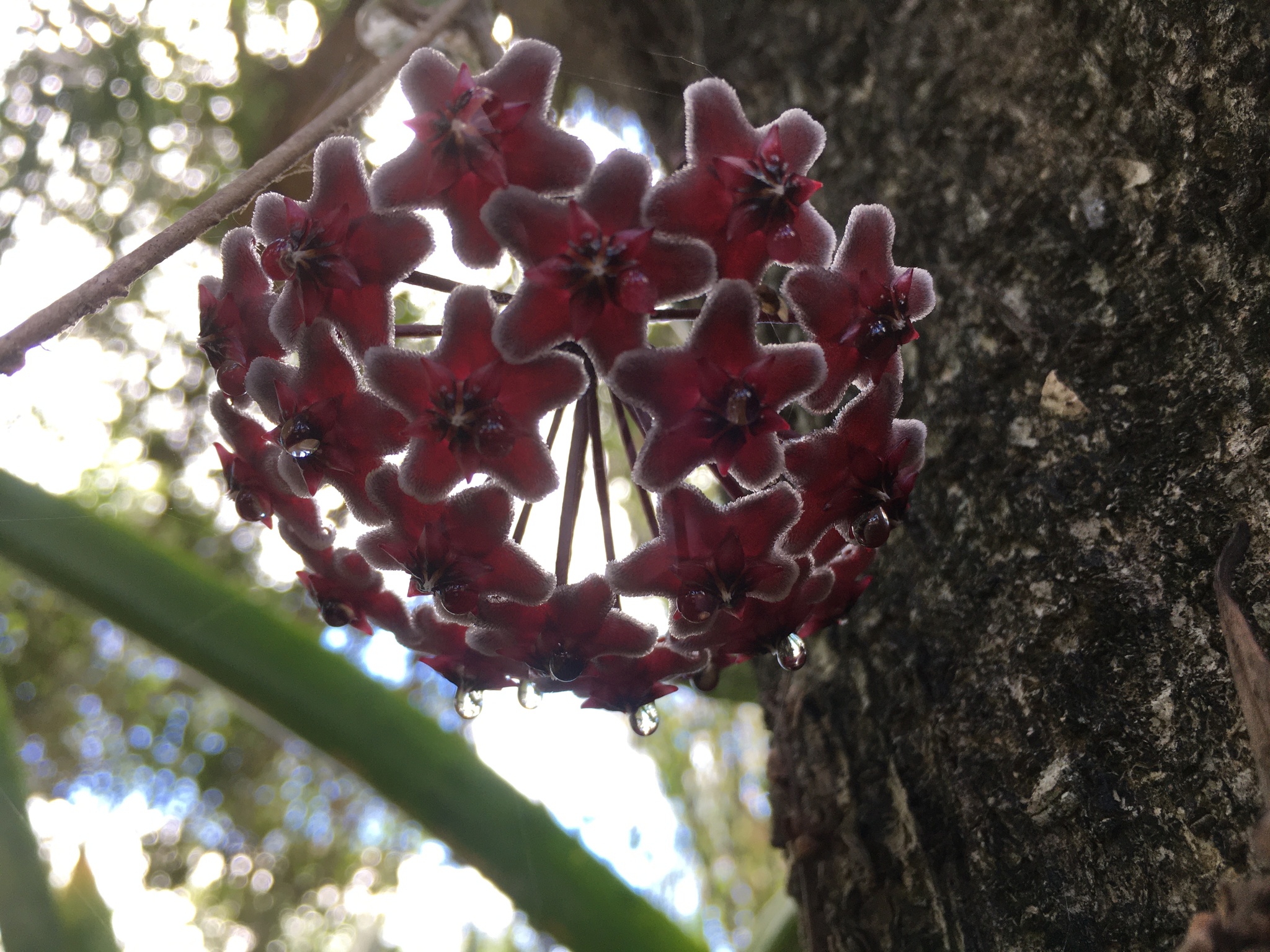 Hoya pubicalyx — reference photo