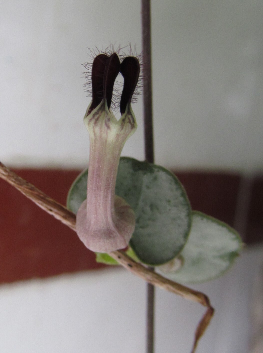 Ceropegia woodii — reference photo