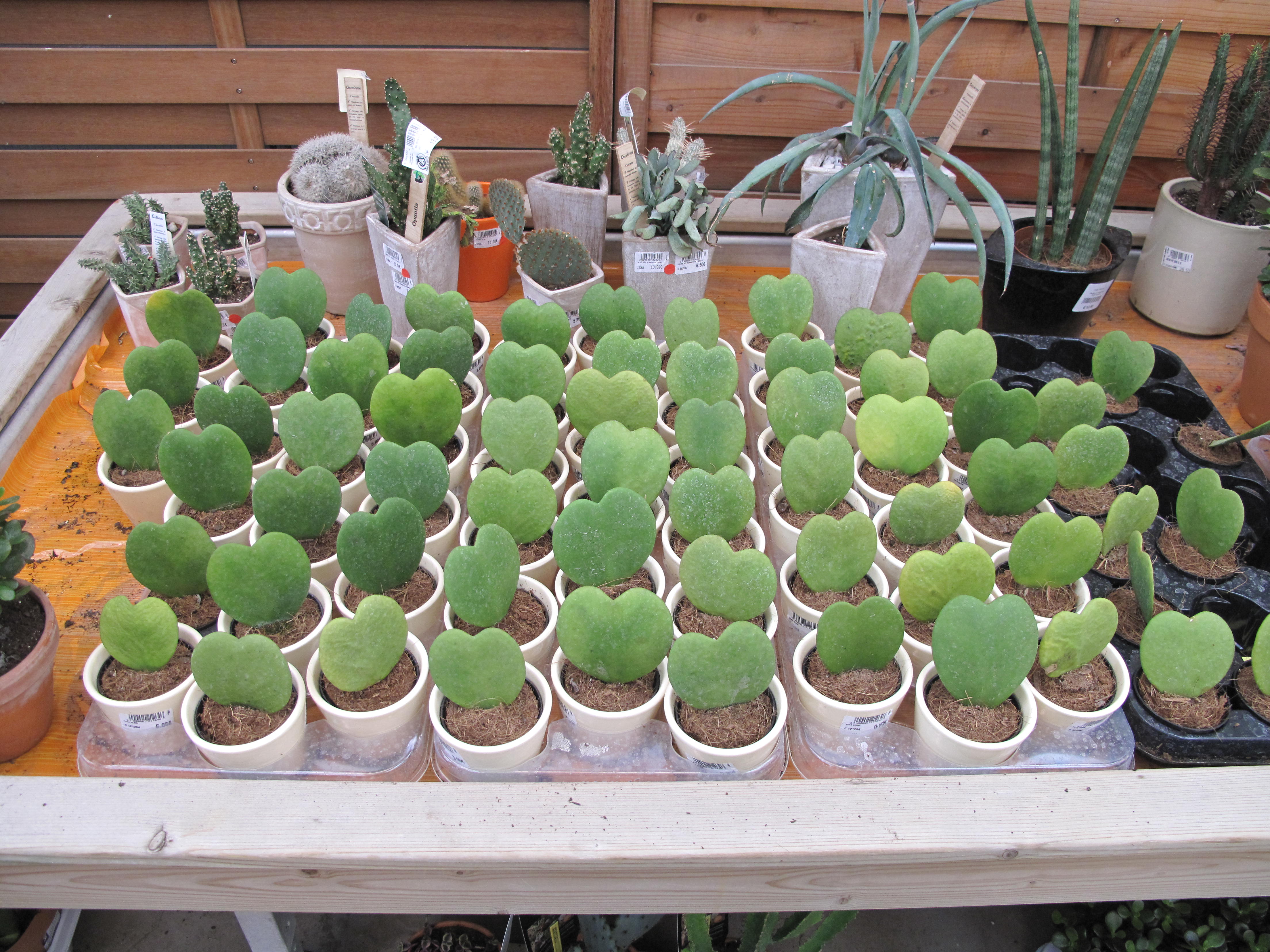 Hoya kerrii — reference photo
