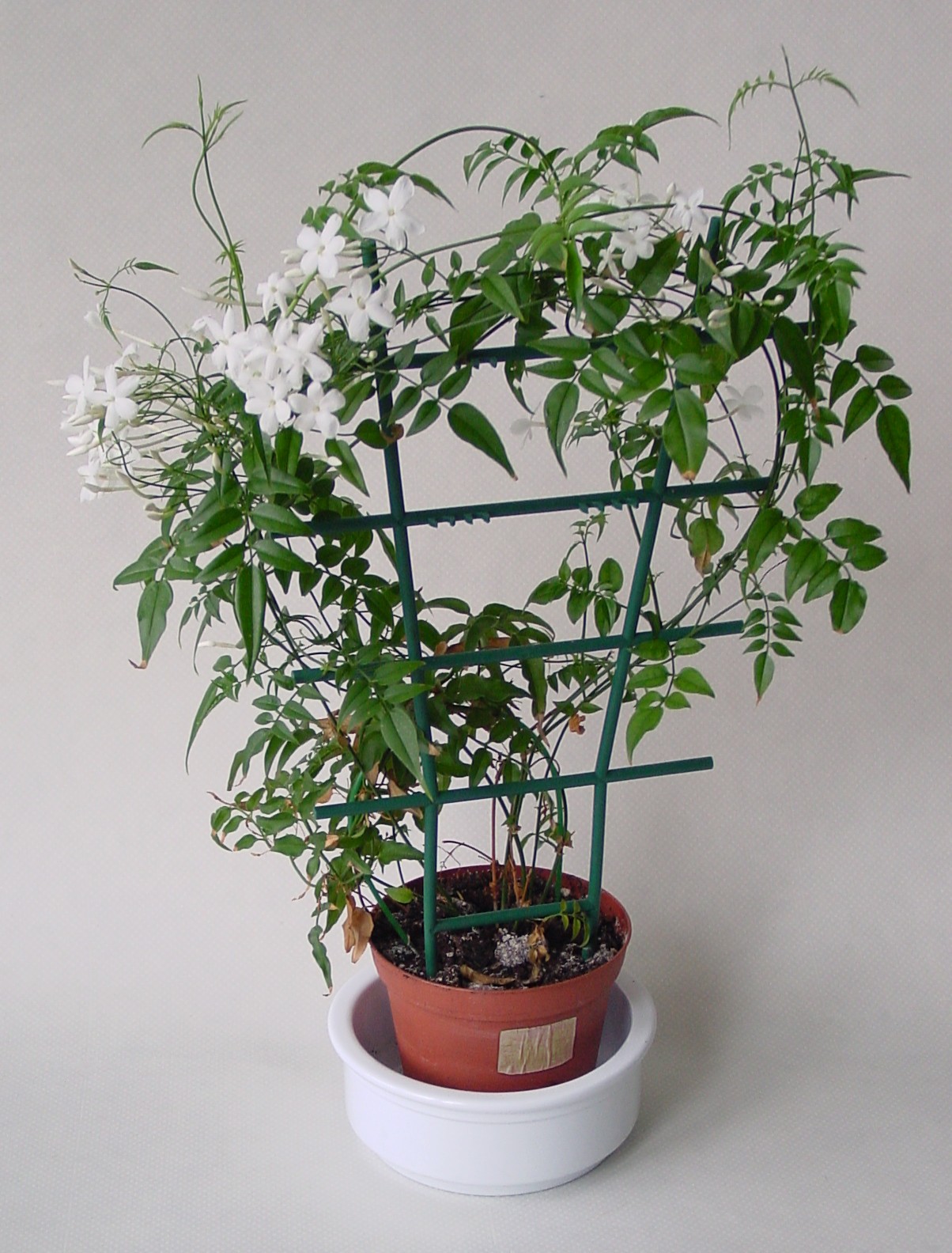 Jasminum polyanthum — reference photo