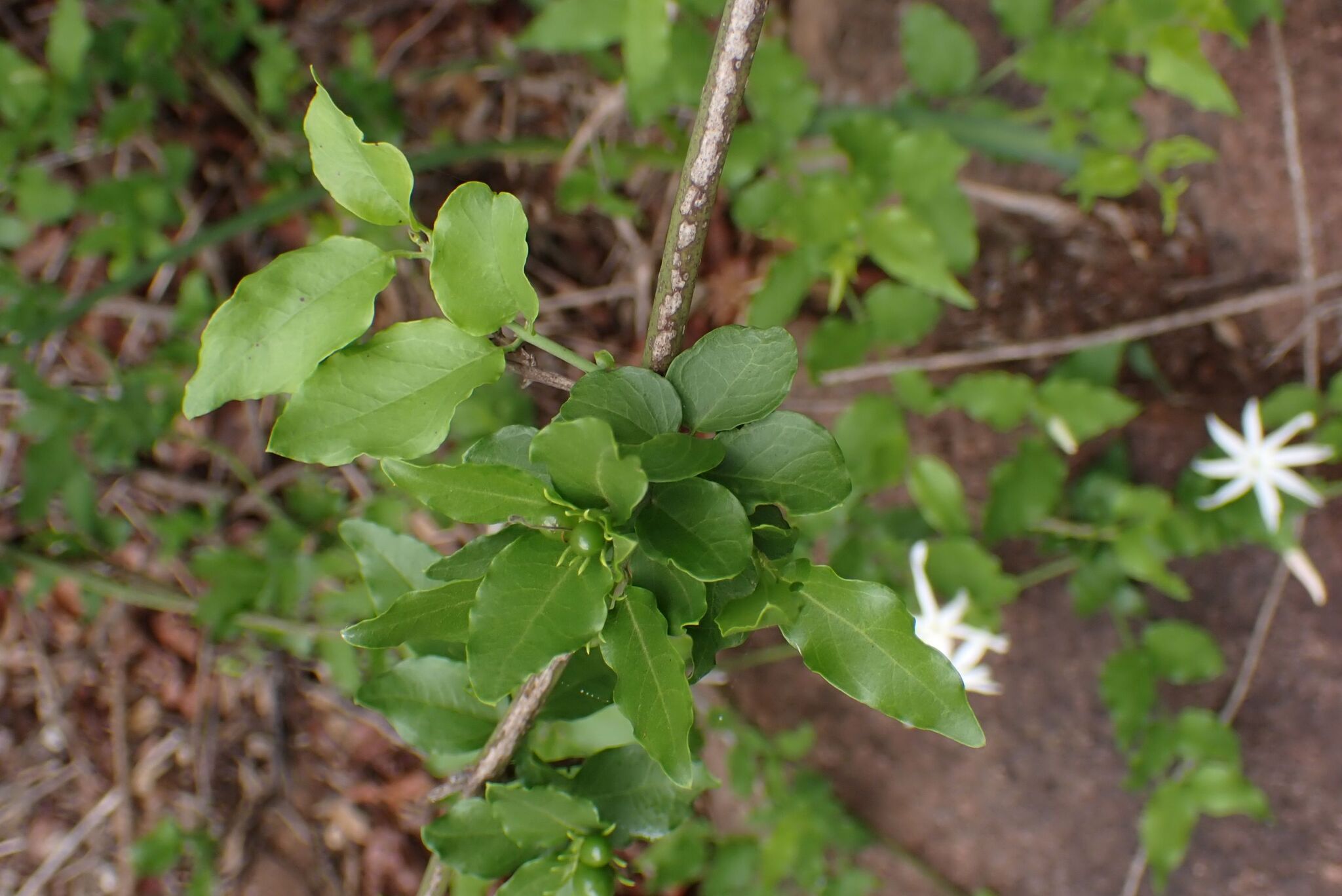 Jasminum multipartitum — reference photo