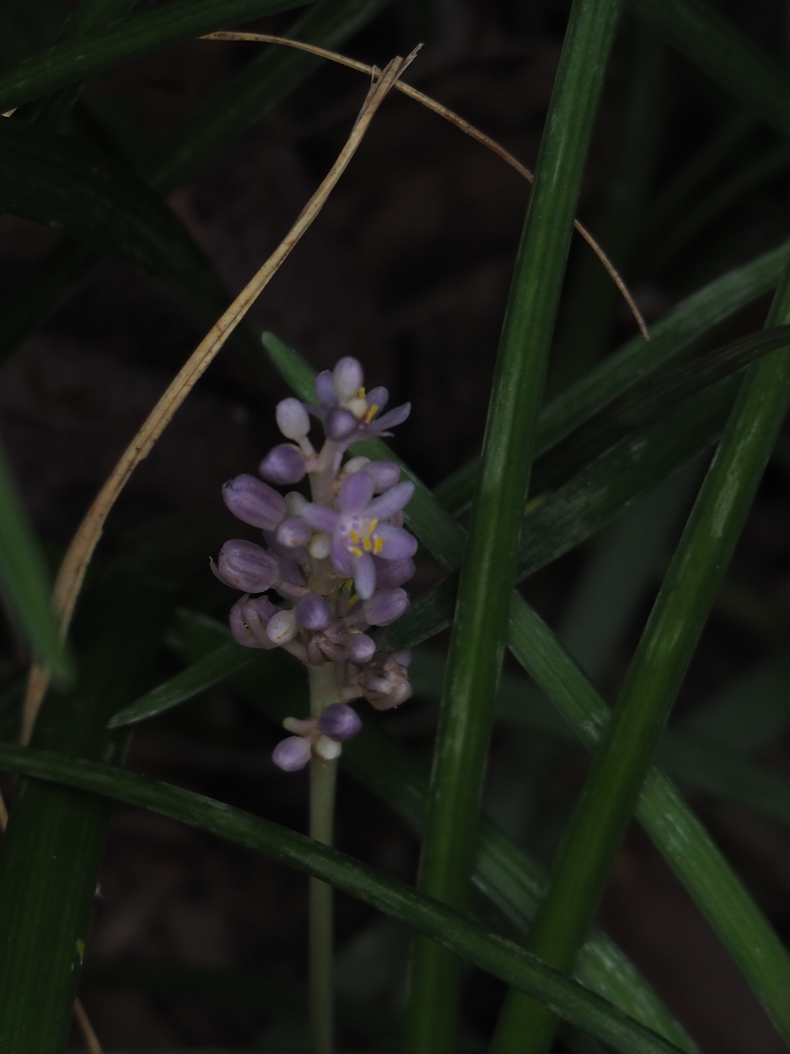 Liriope spicata — reference photo