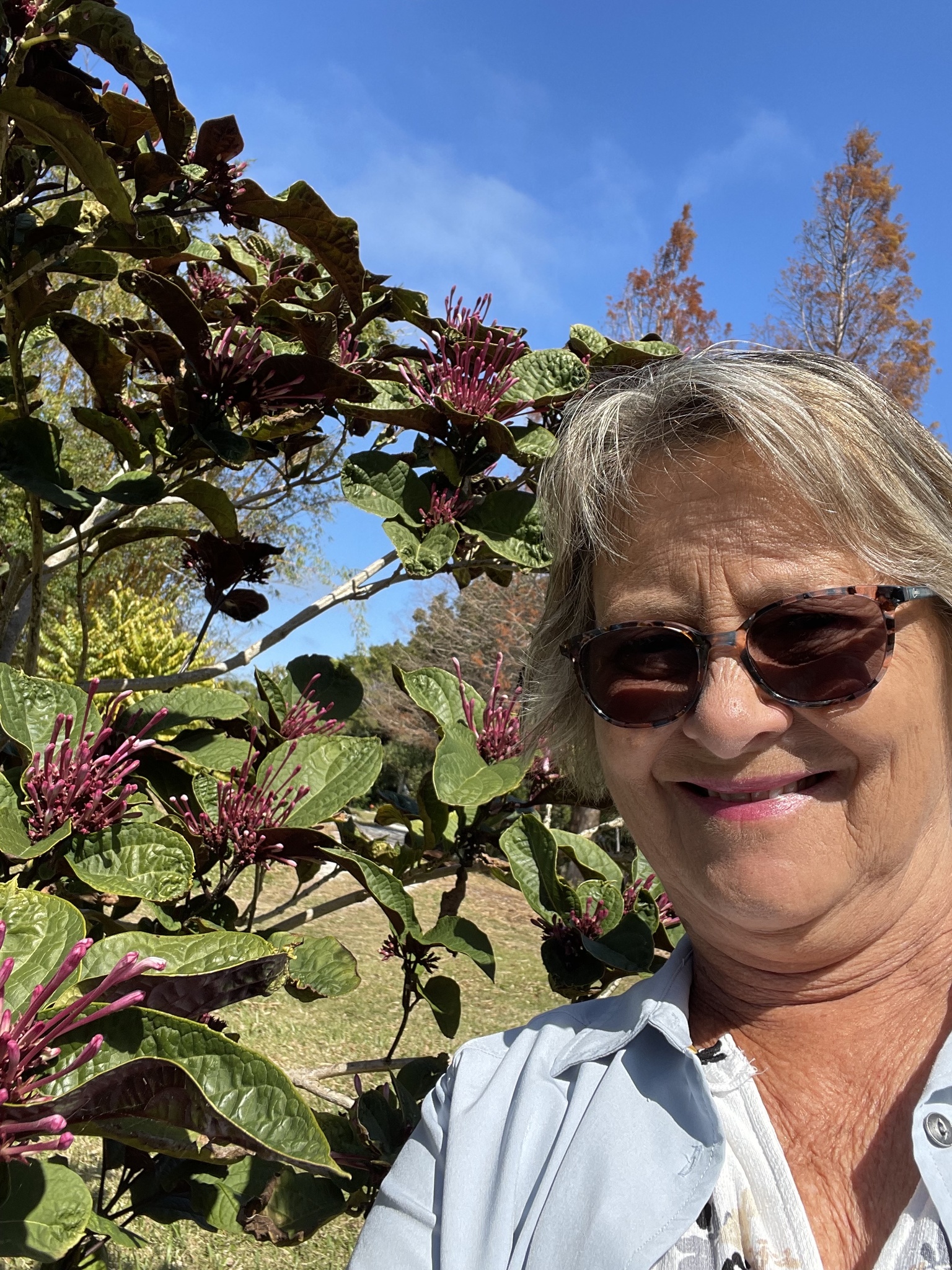 Justicia carnea — reference photo