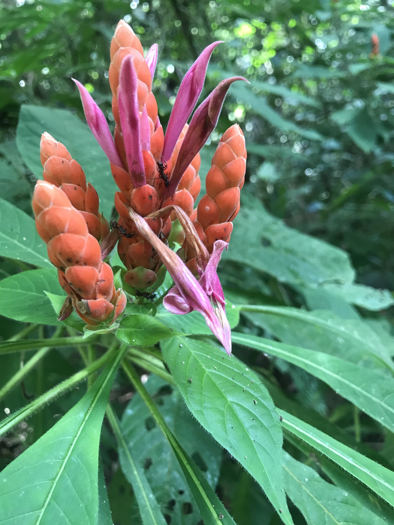 Aphelandra sinclairiana — reference photo