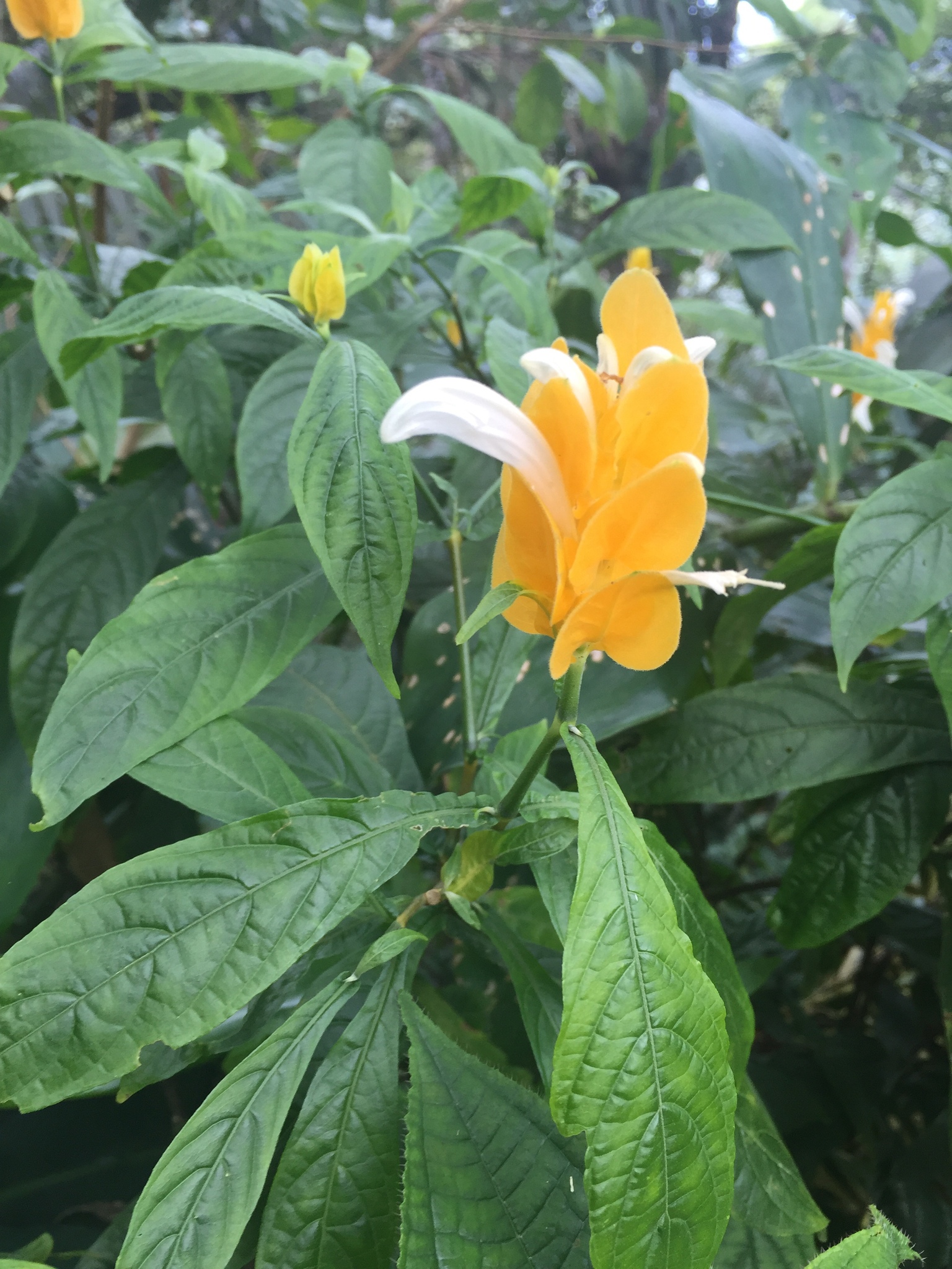 Pachystachys lutea — reference photo