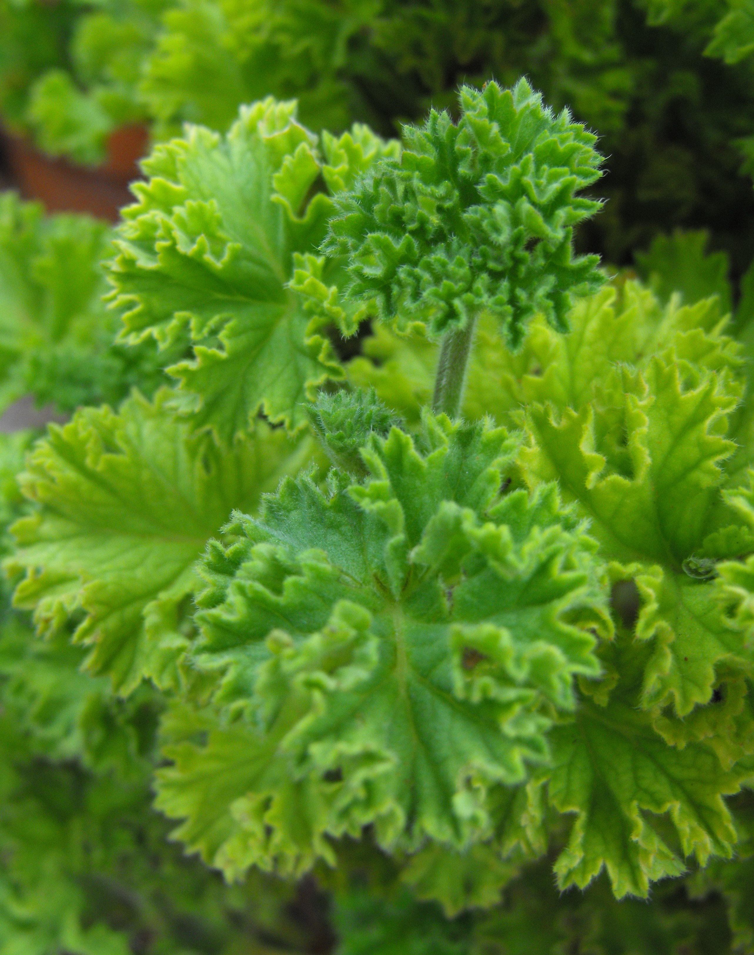 Pelargonium citronellum — reference photo